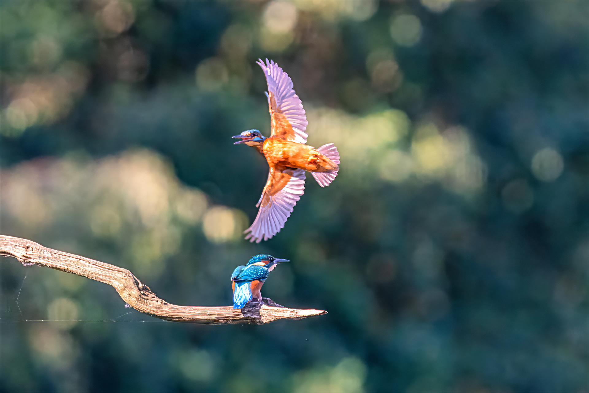 Eisvogel