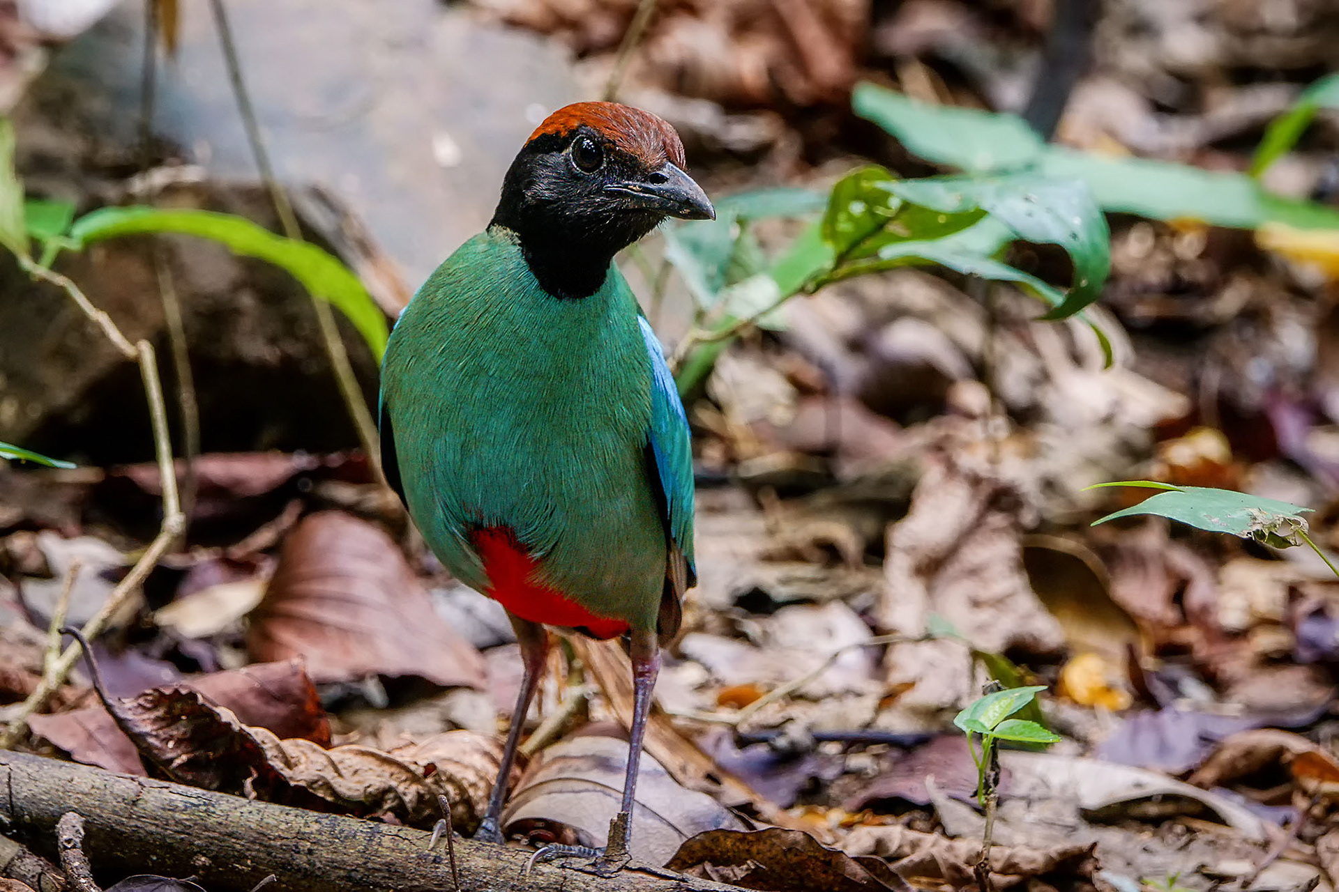 pitta sordida