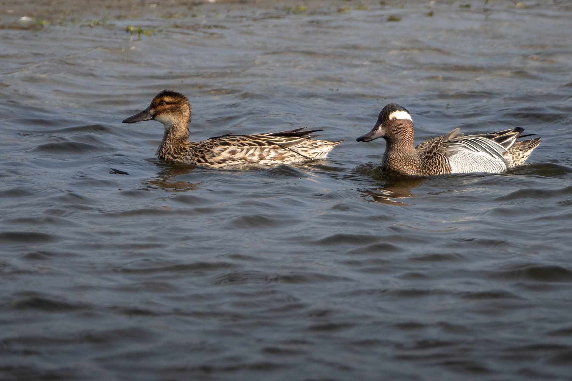 Knäkente male & female