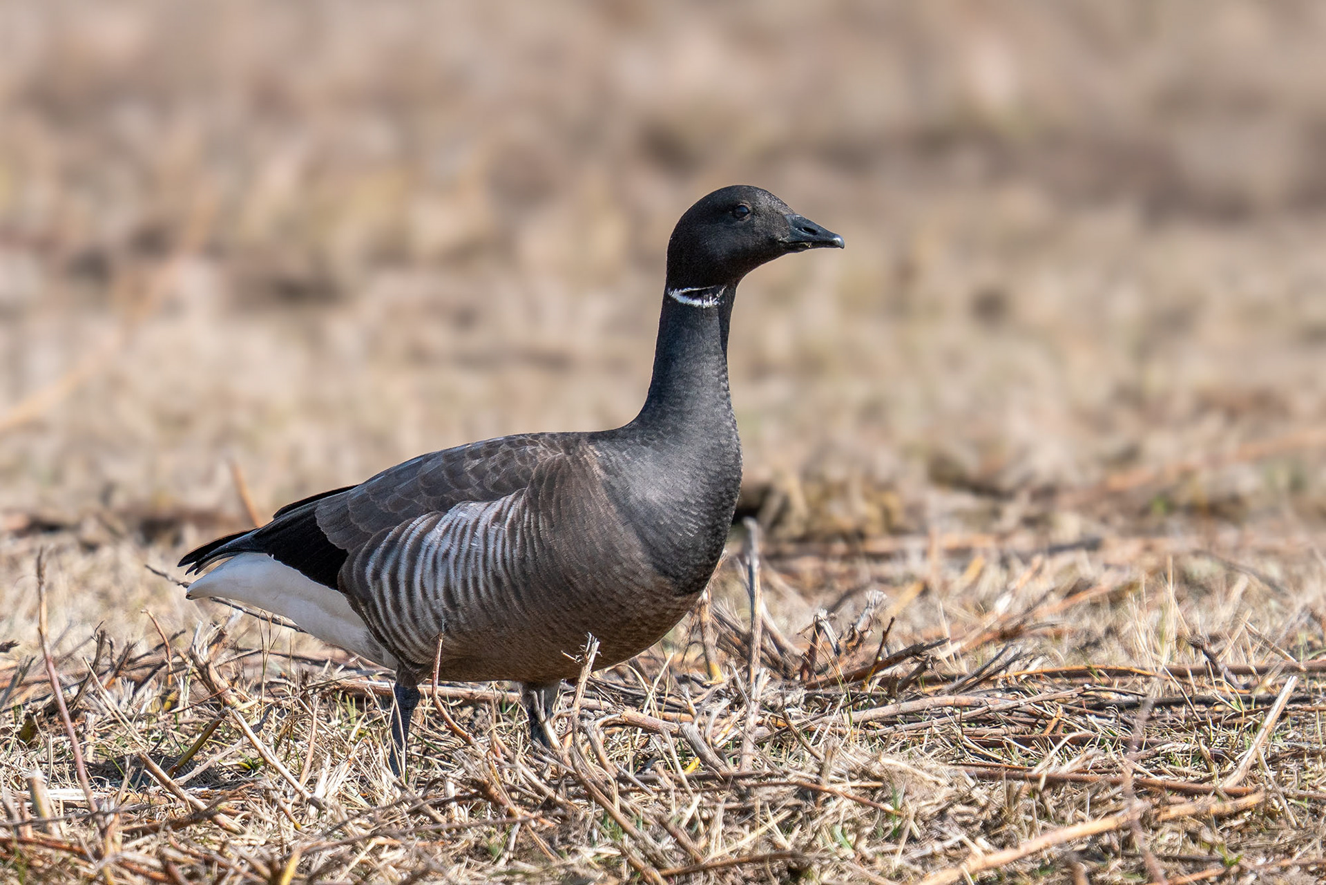 (Dunkelbäuchige) RINGELGANS (Branta bernicla bernicla), die Nominatform.
