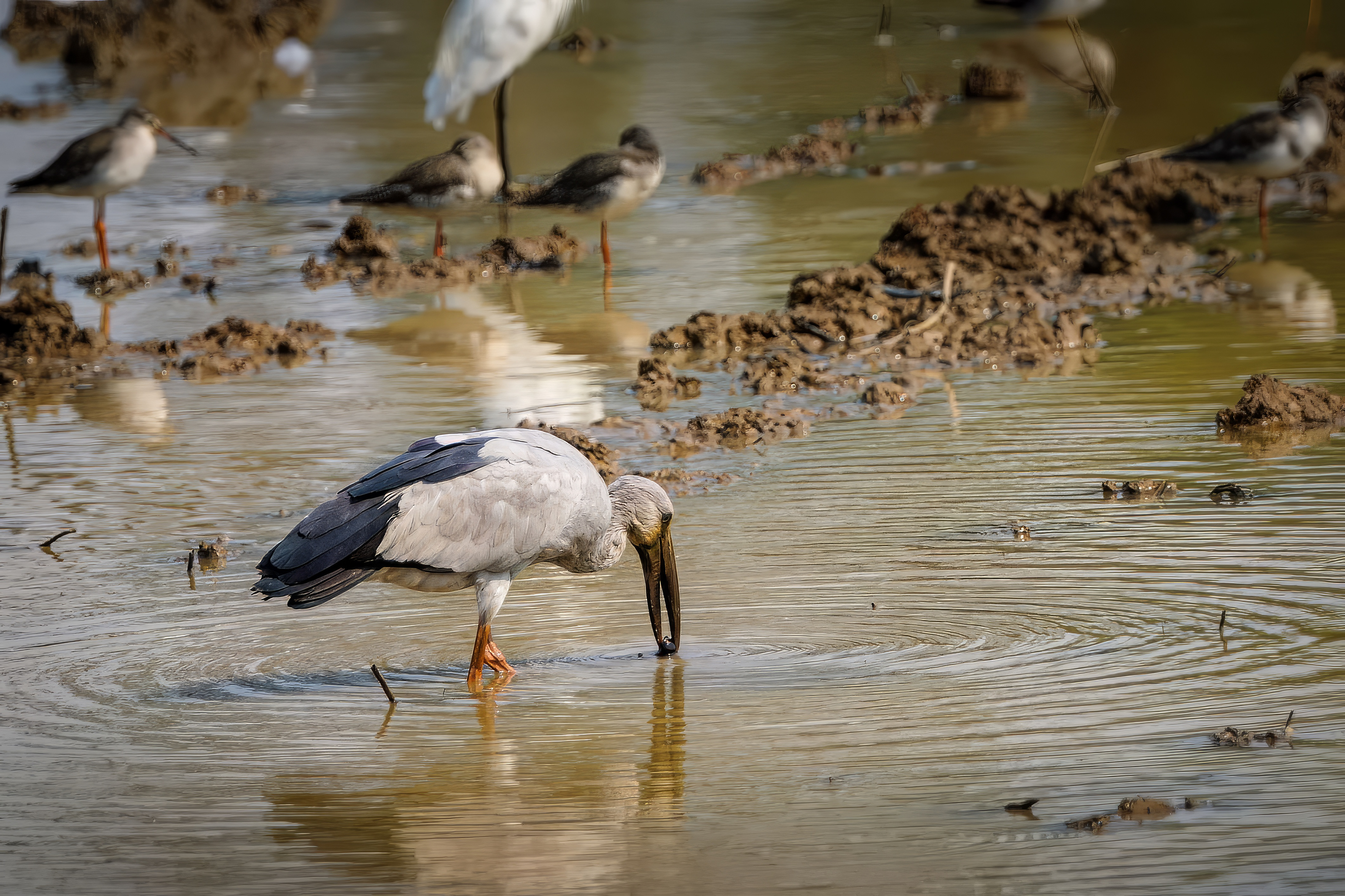 Silberklaffschnabel / Asian openbill