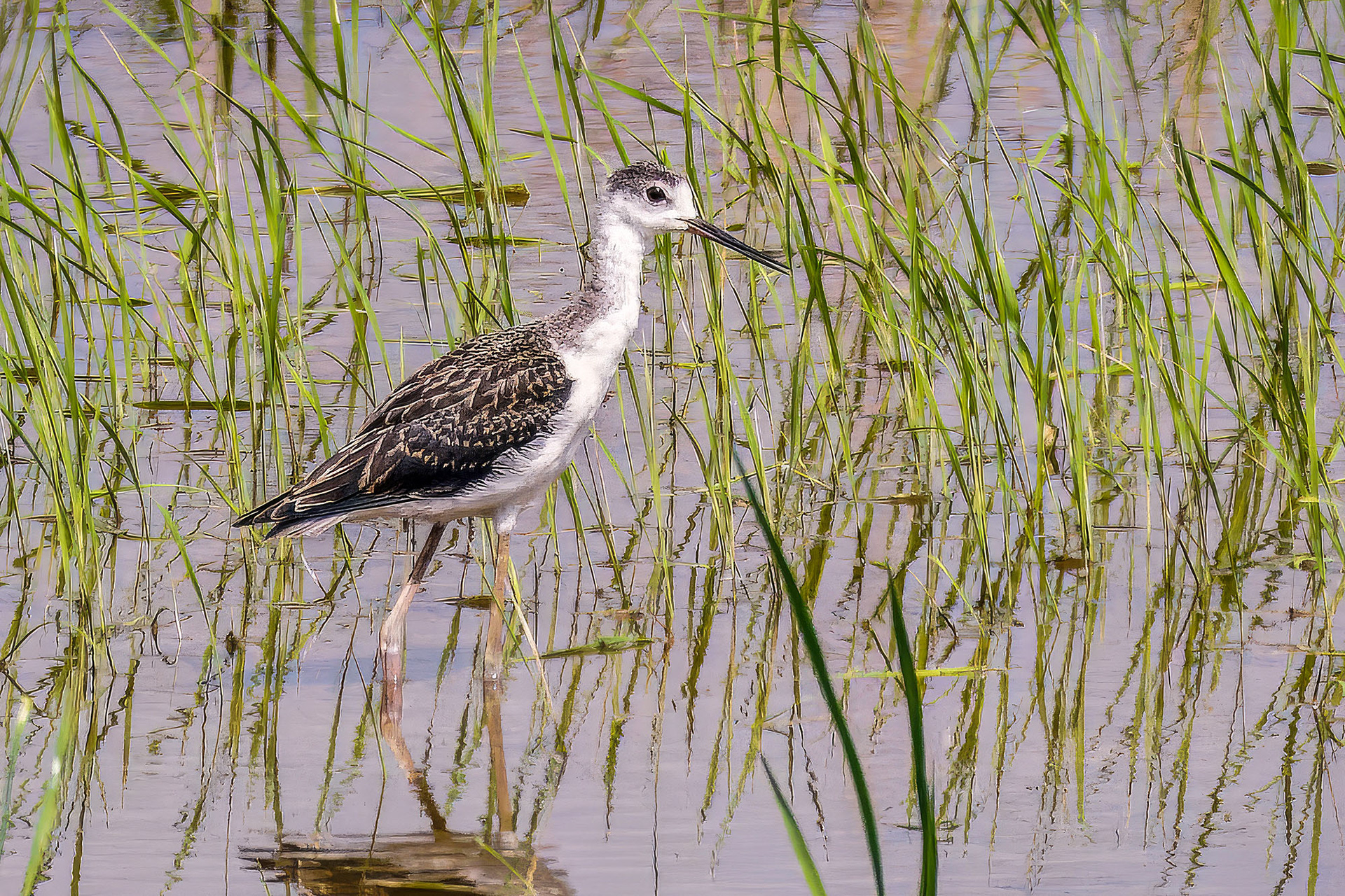 Stelzenläufer  (juvenile) / black-winged stilt