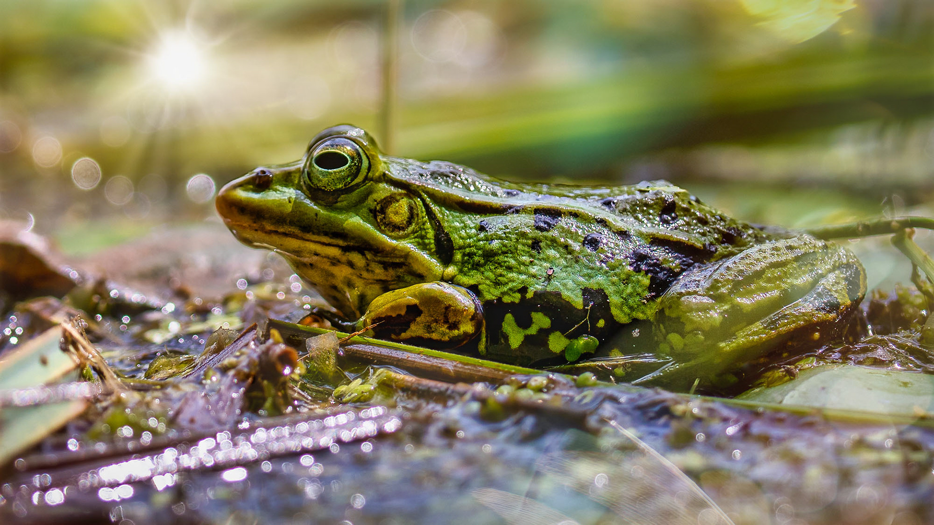Teichfrosch