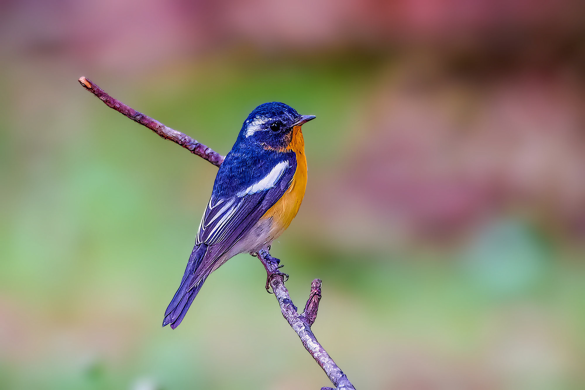 Mugimakischnäpper (M) / Mugimaki Flycatcher