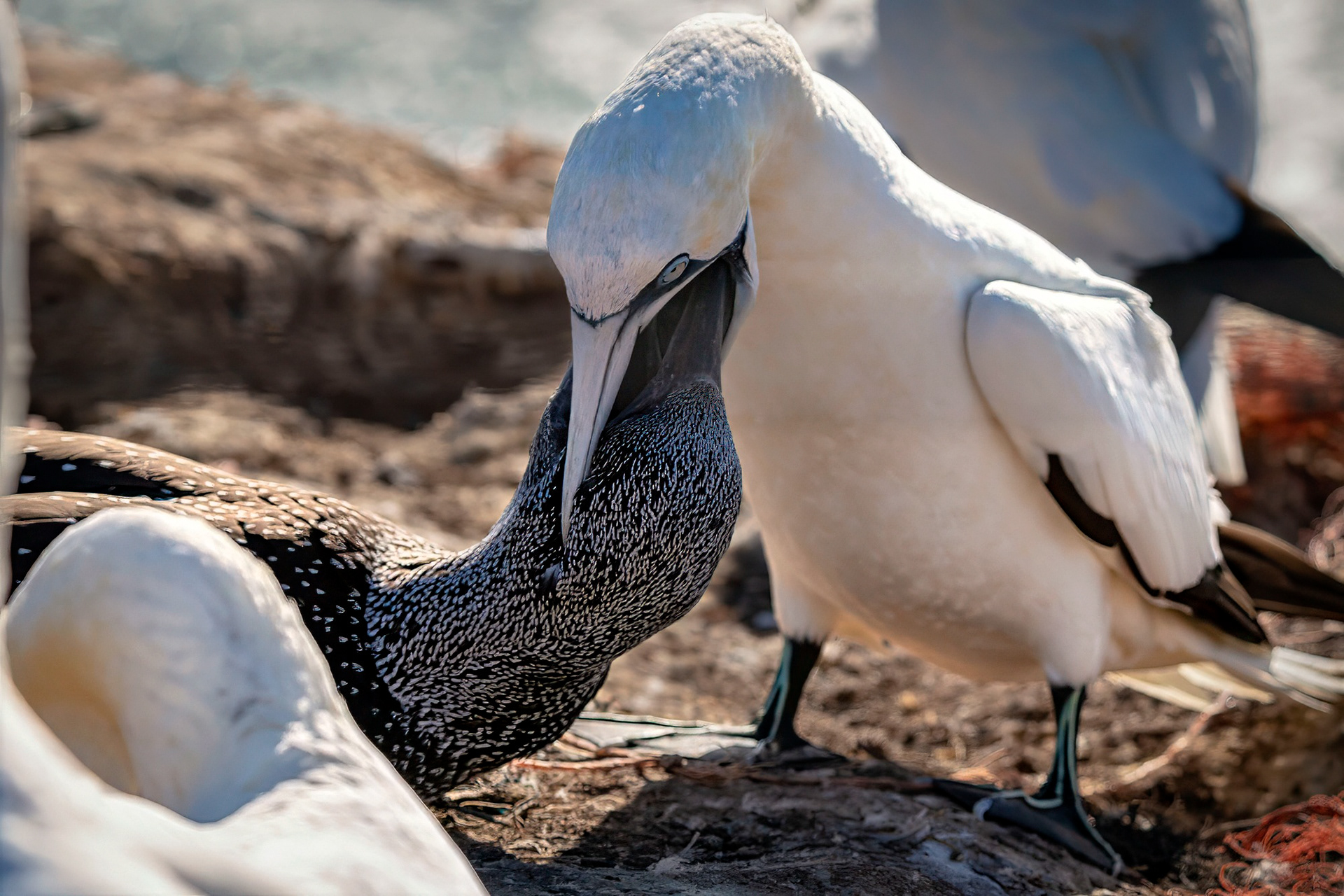 Altvogel bei der Fütterung