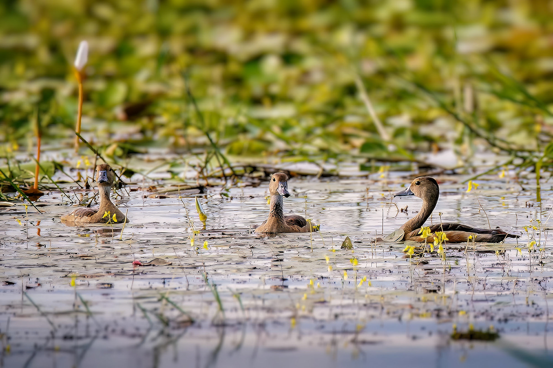 Javapfeifgans /  lesser whistling duck