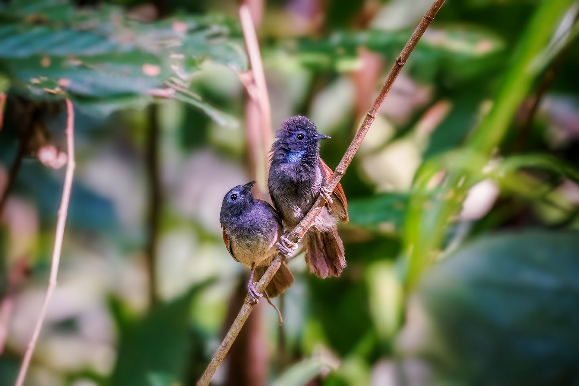 Rotflügel-Buschtimalie (M&W) / Chestnut-winged babbler