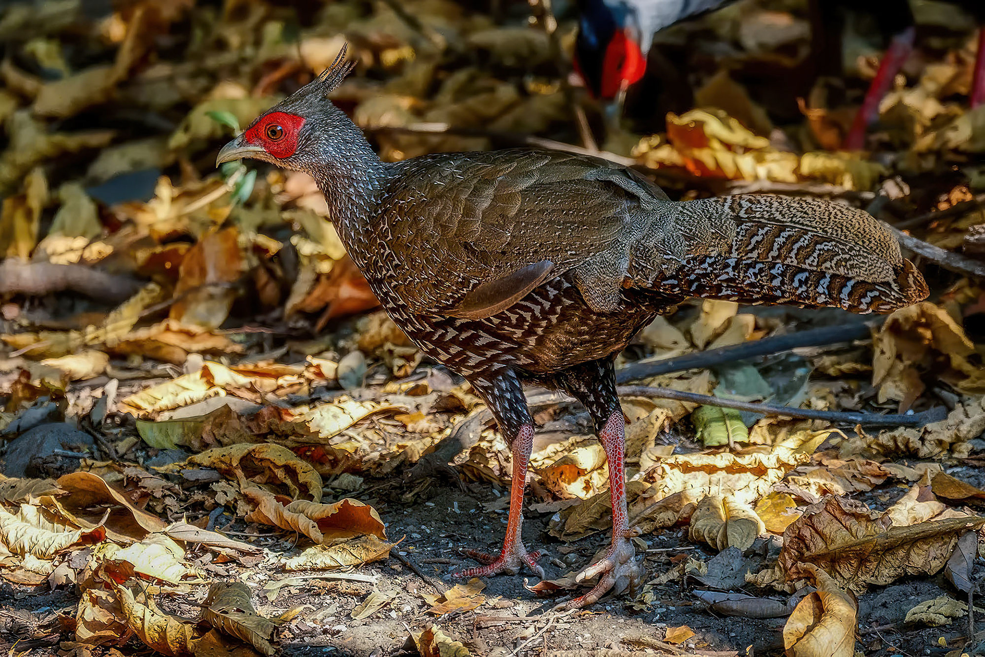 female