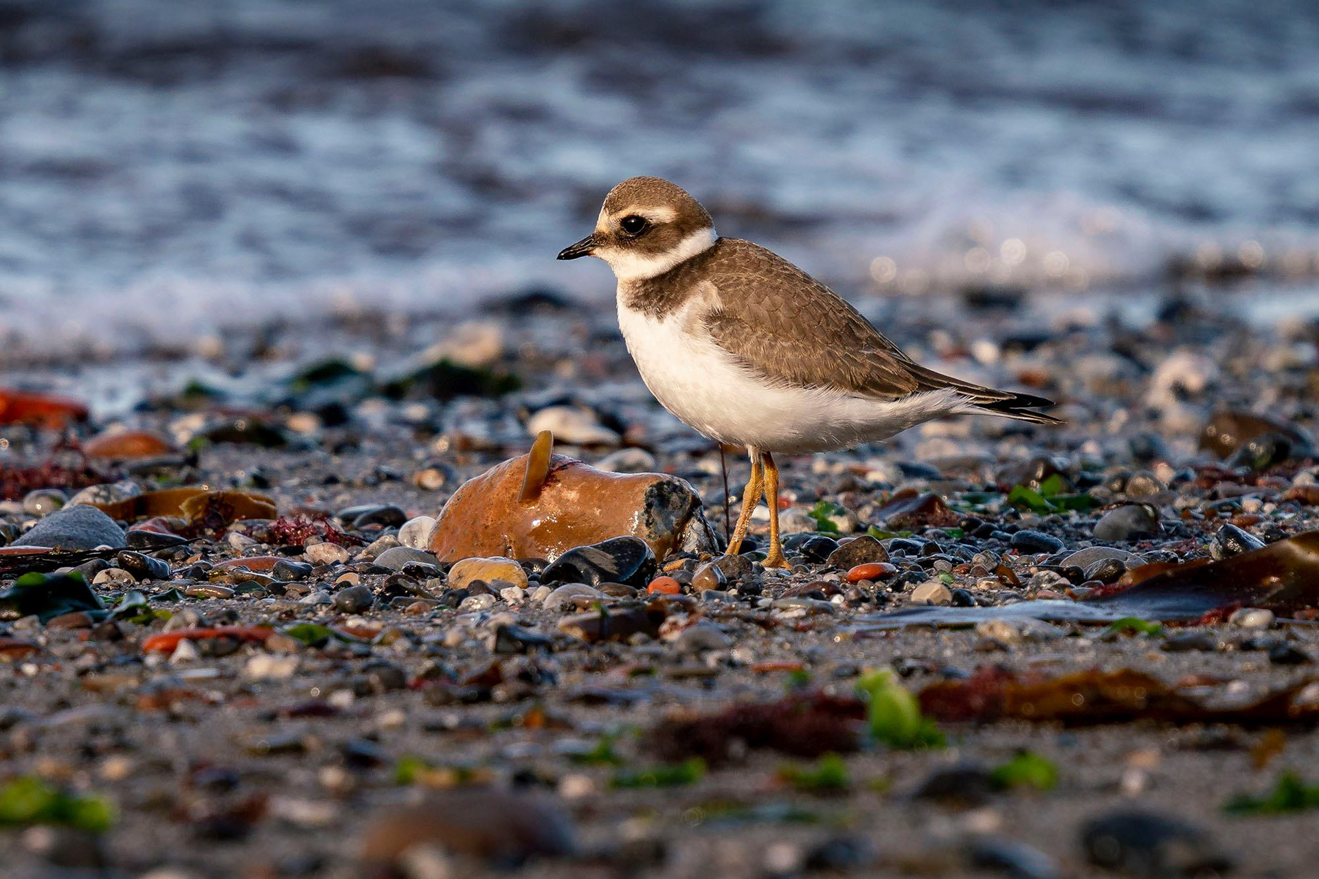 Sandregenpfeifer, juvenile
