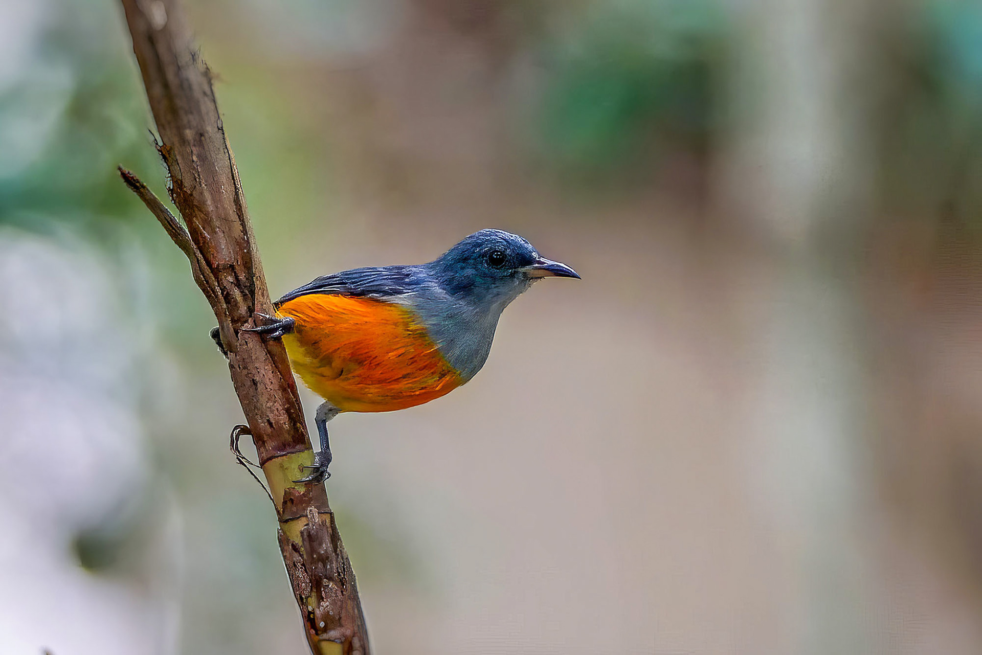 Orangenbauch-Mistelfresser / orange-bellied flowerpecker