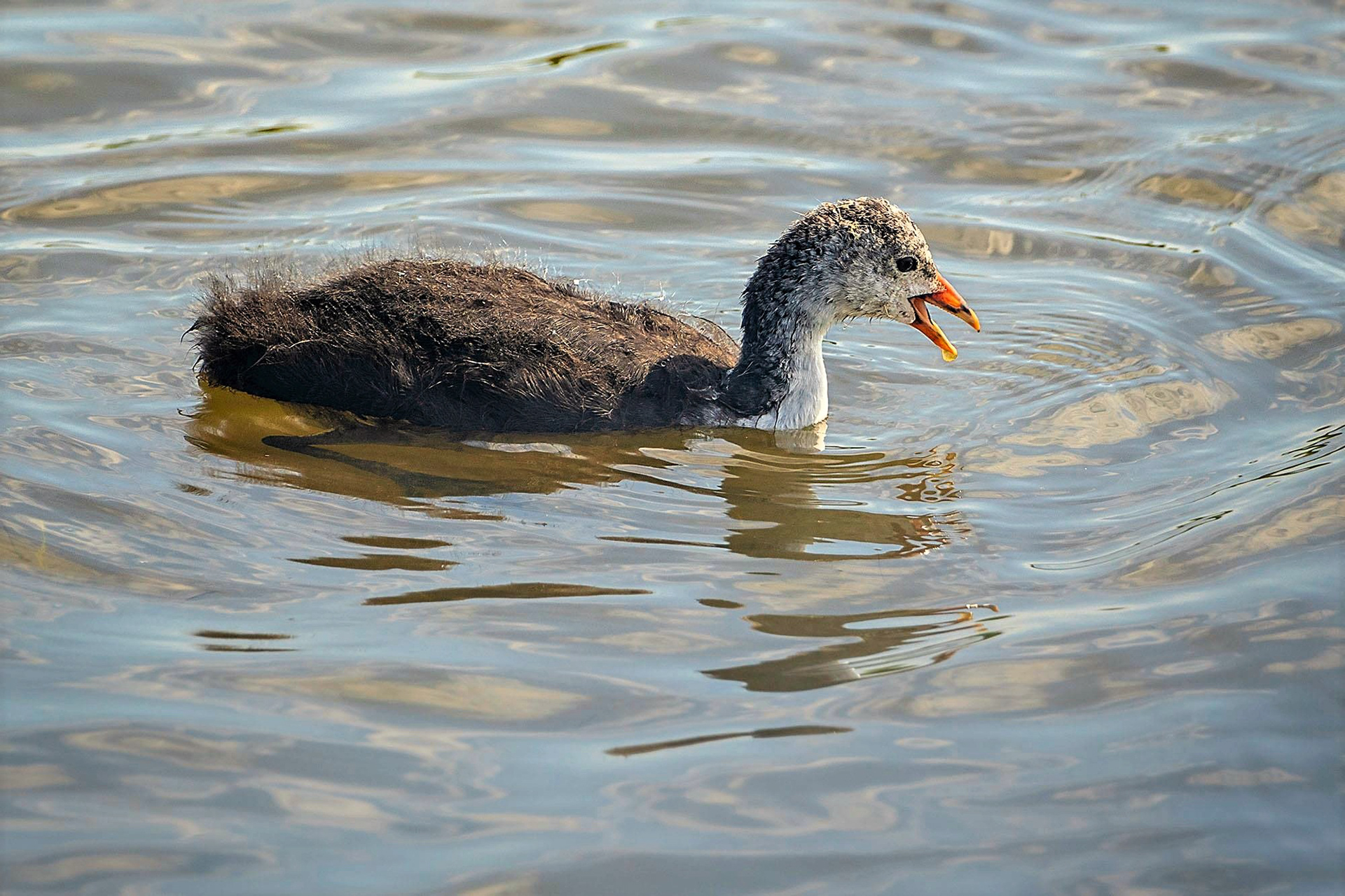 Blässhuhn, oder auch Blässralle Juvenile