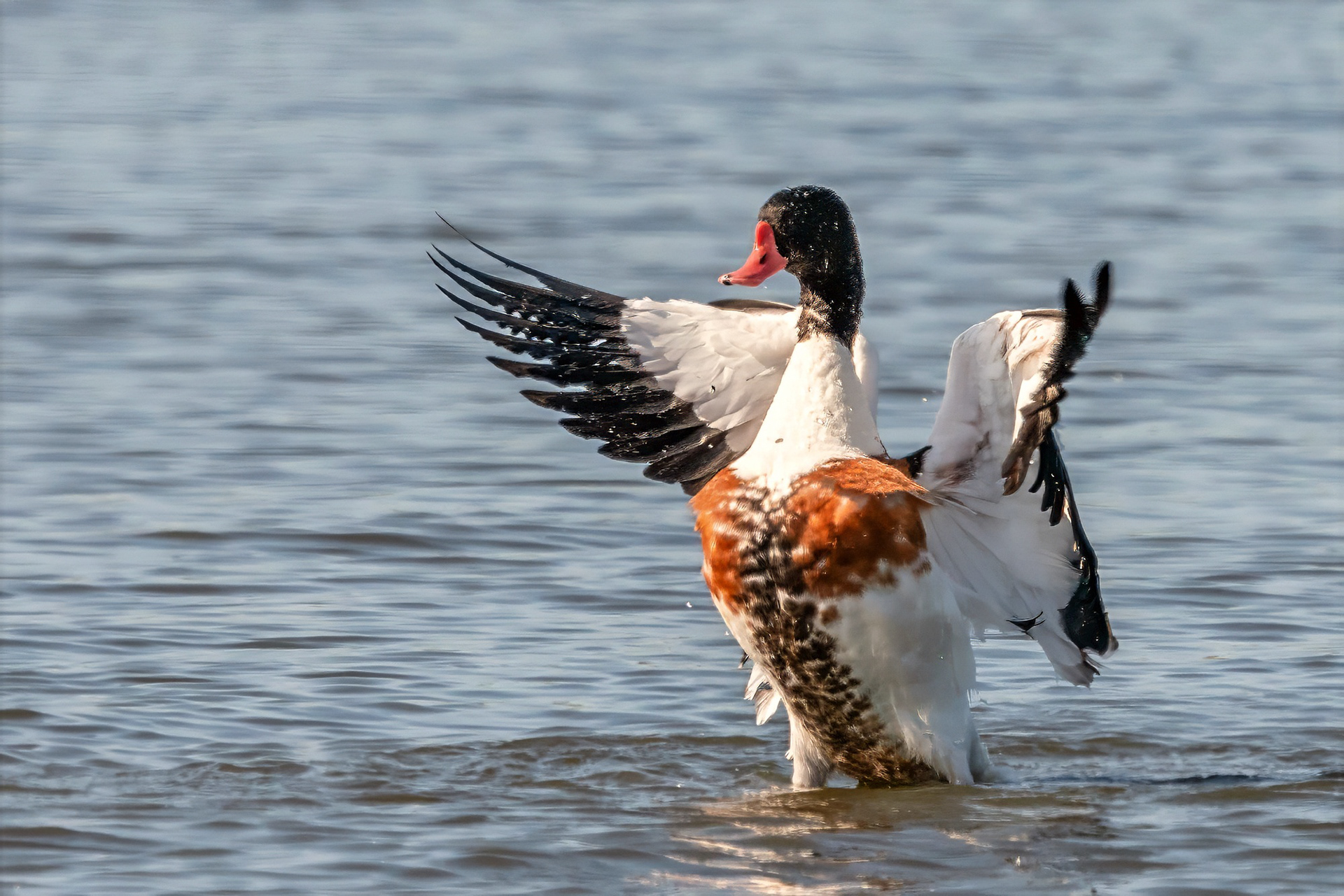 Brandgans, male