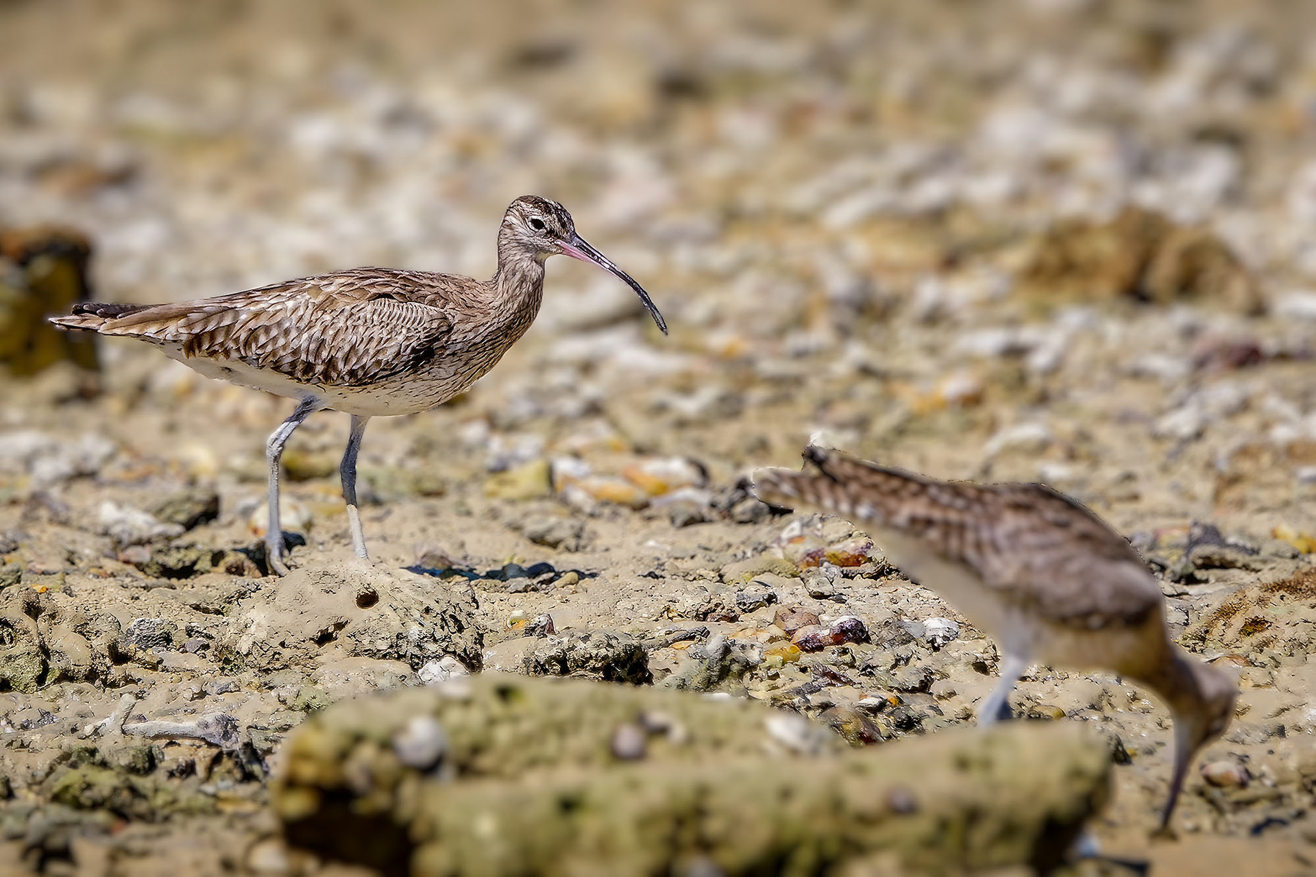 Regenbrachvogel / common whimbrel