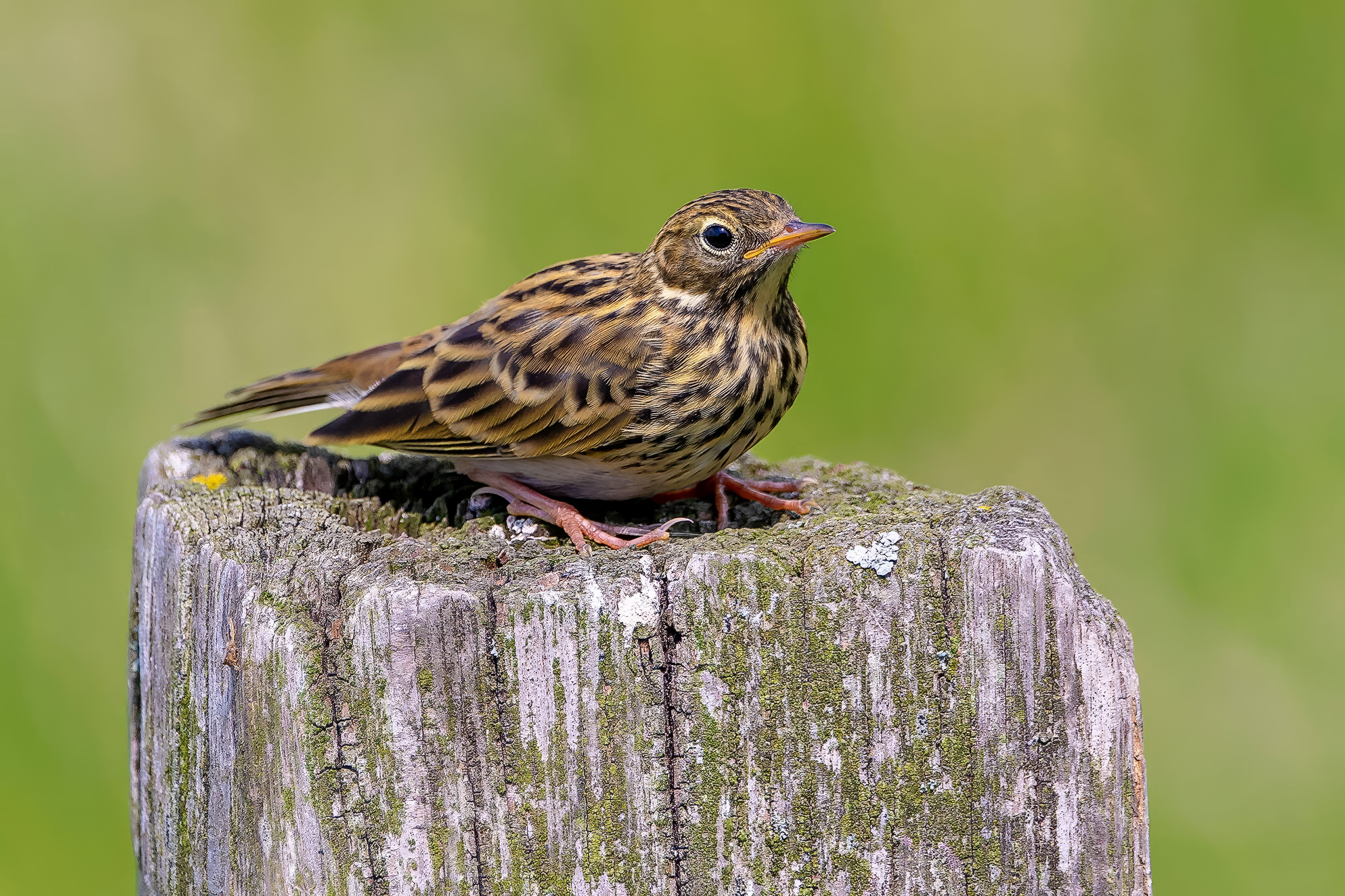 Wiesenpieper (Juv)