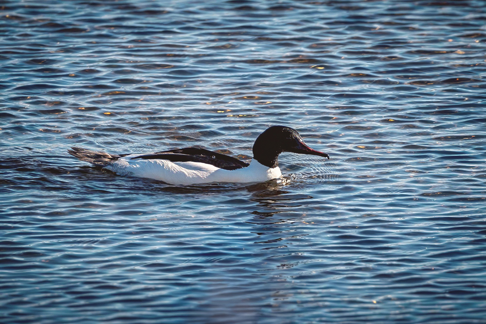 Gänsesäger, male