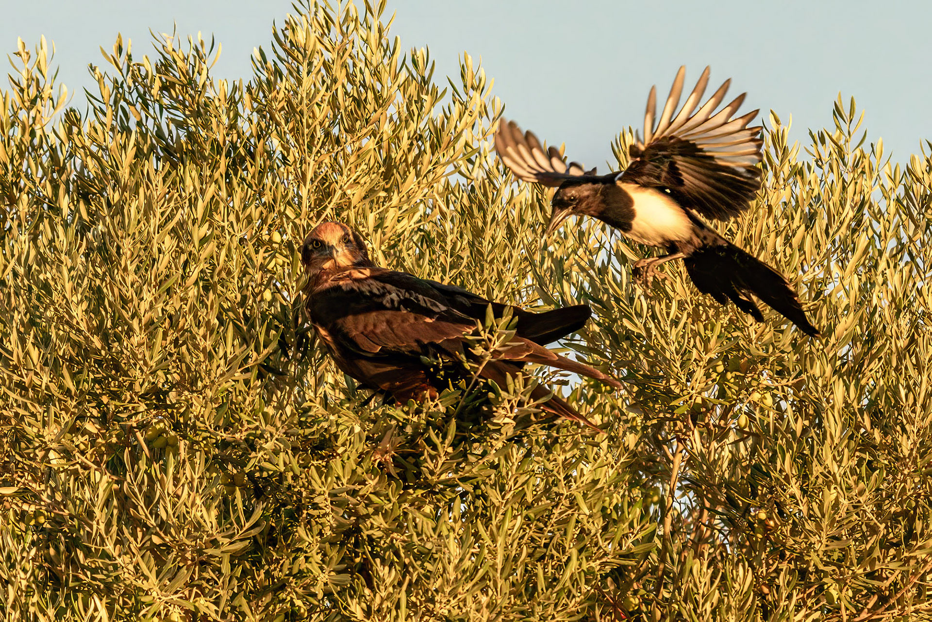 Elster attackiert Rohrweihe, female