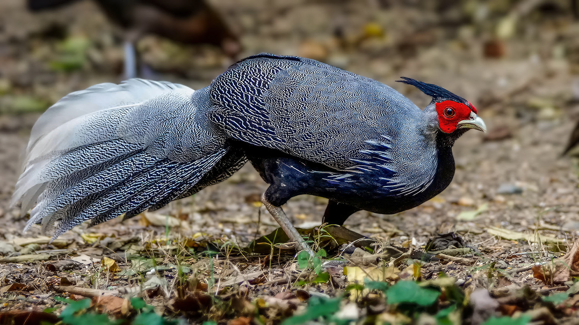male