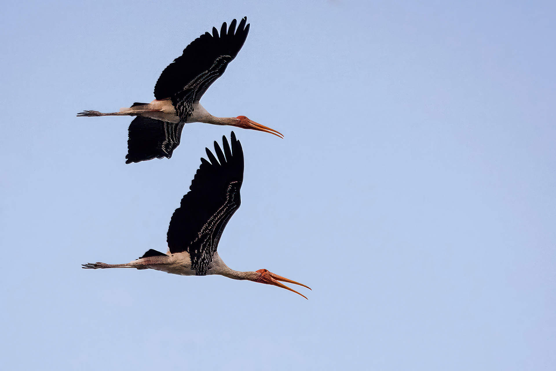 Buntstorch / painted stork