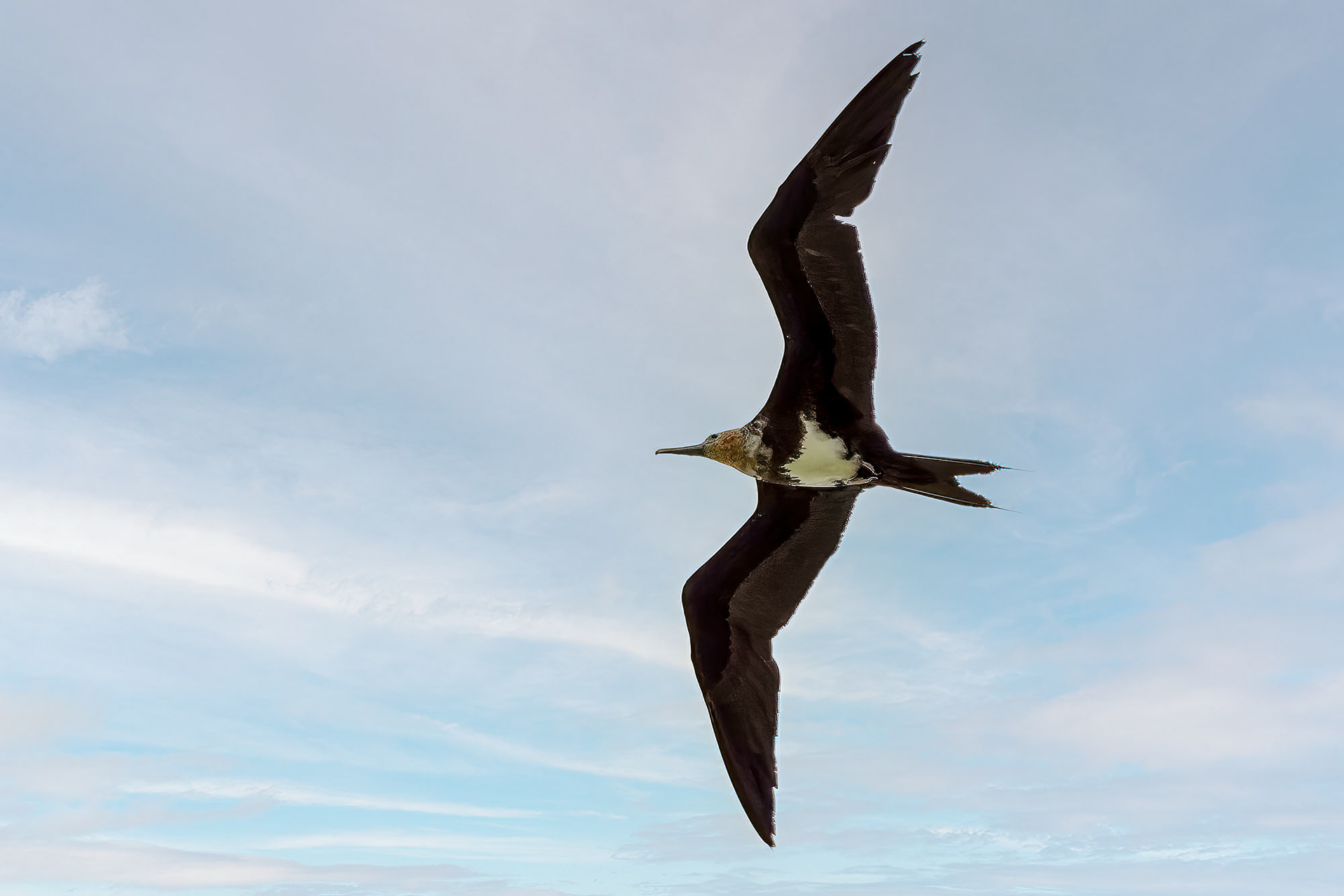 juvenile