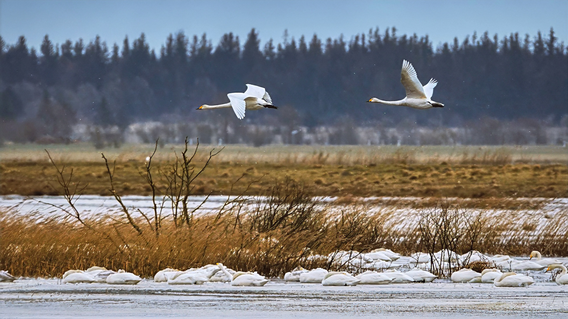 Singschwan im Winter