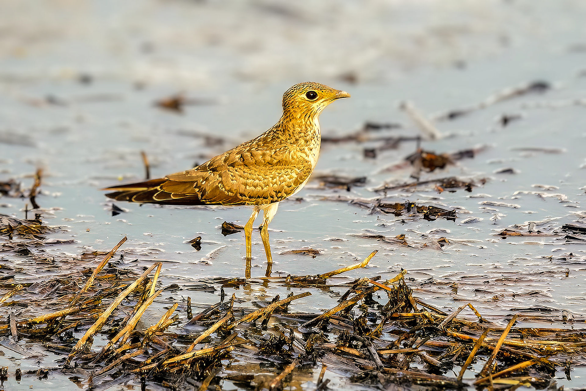 Orientbrachschwalbe (juvenile) /  oriental pratincole