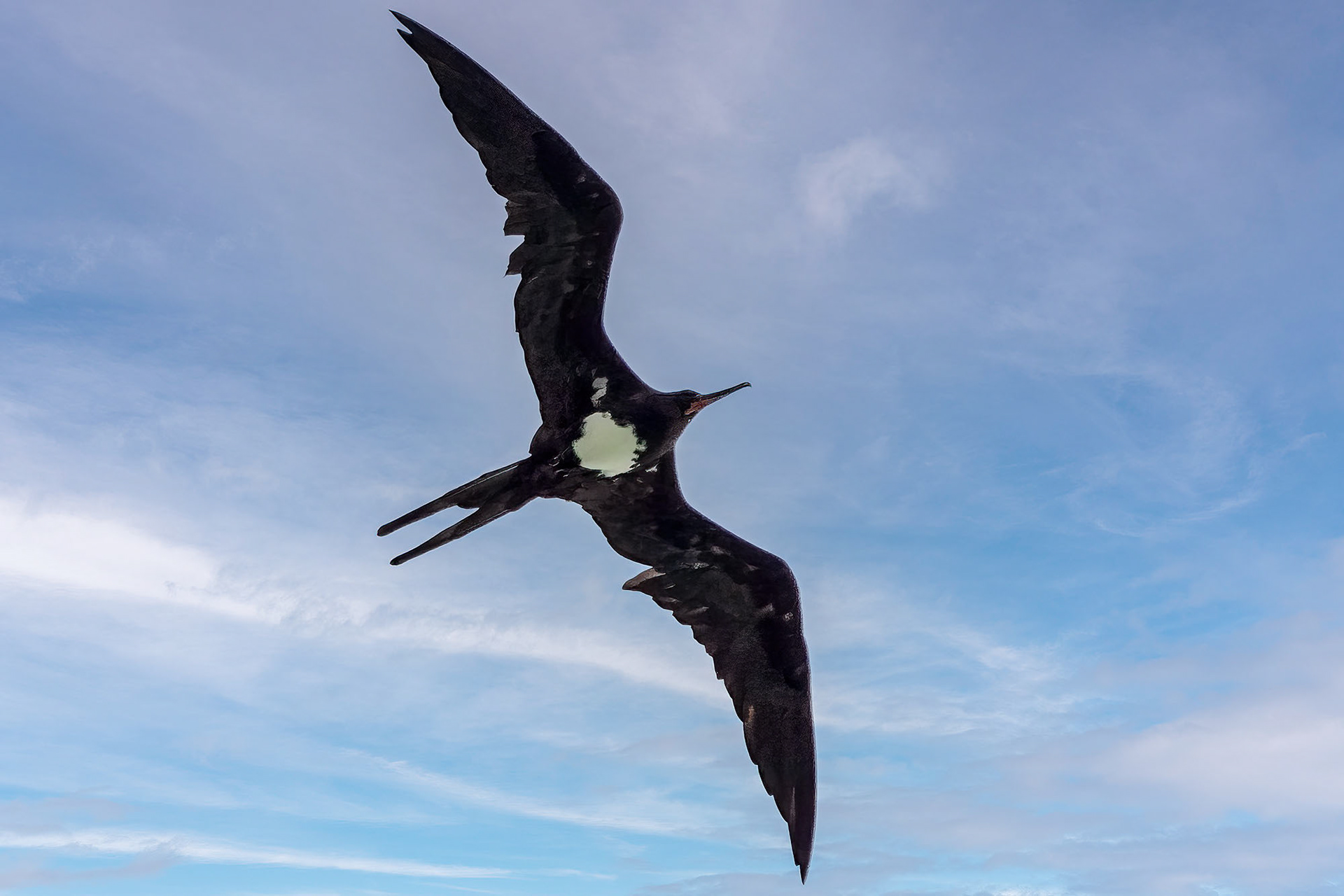 male