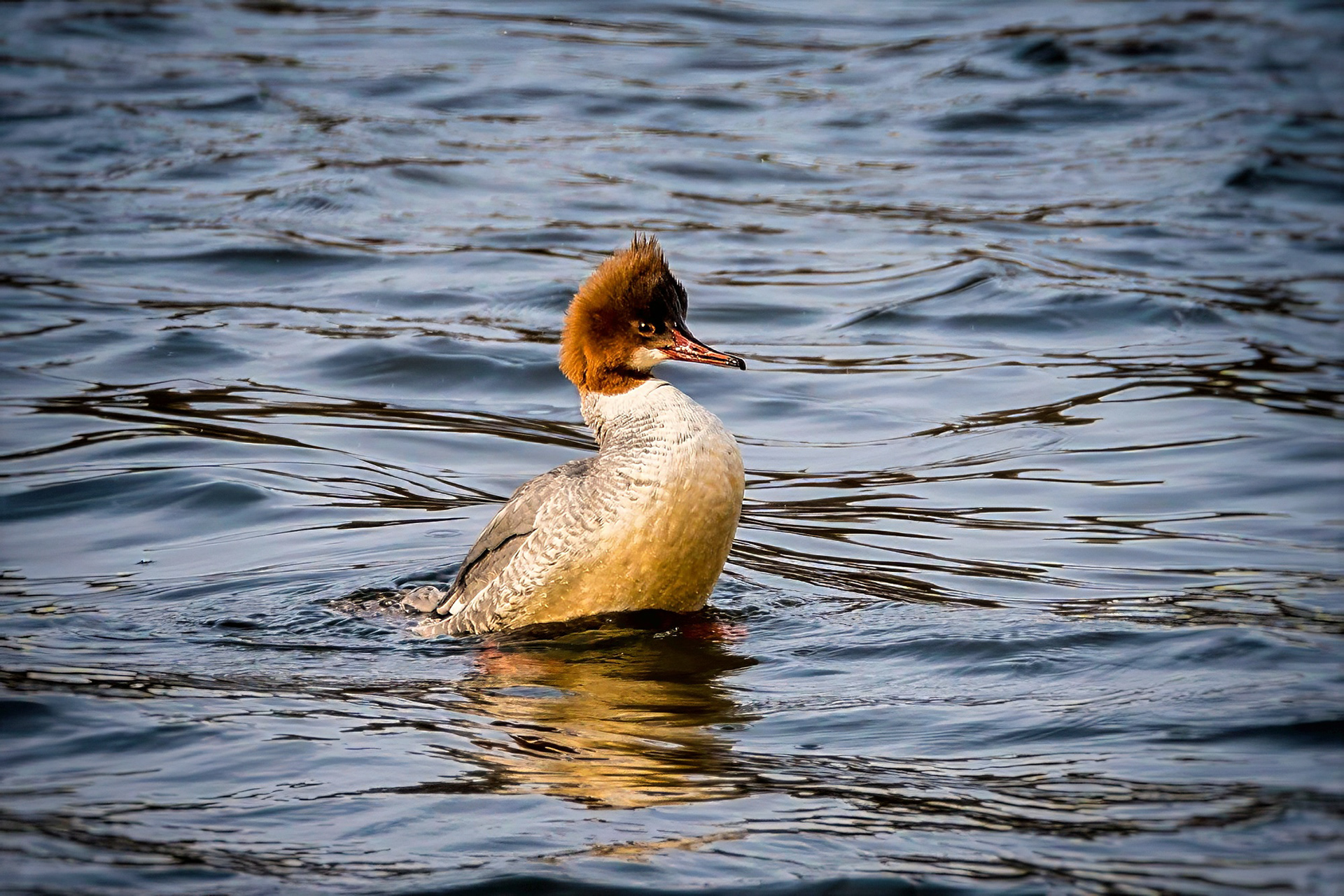 Gänsesäger, female