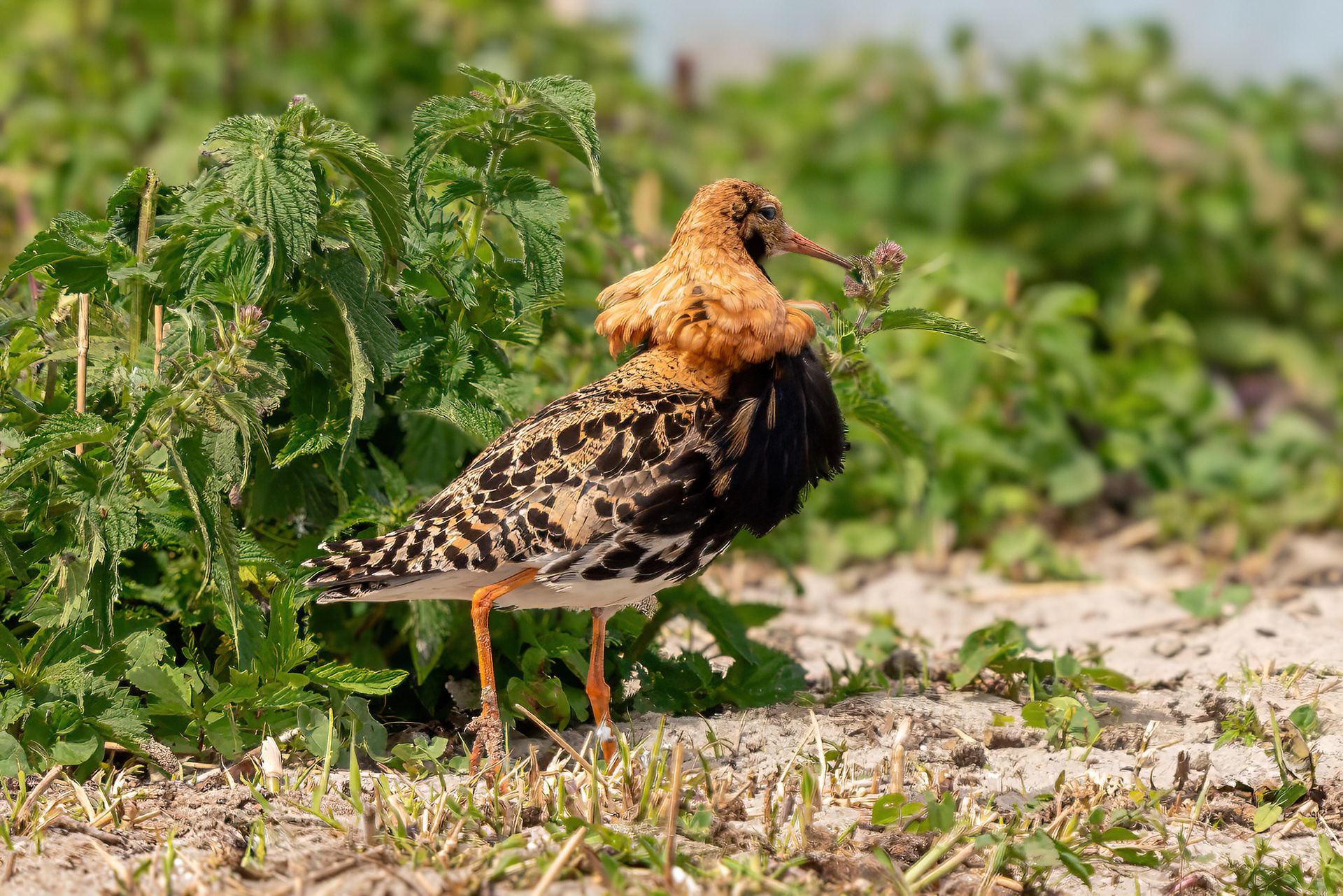Kampfläufer, Brutkleid
