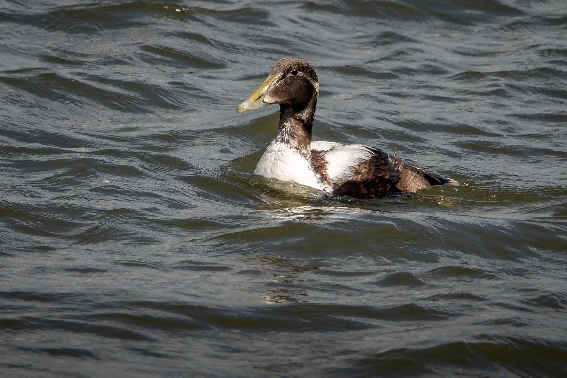 Eiderente, male subadult