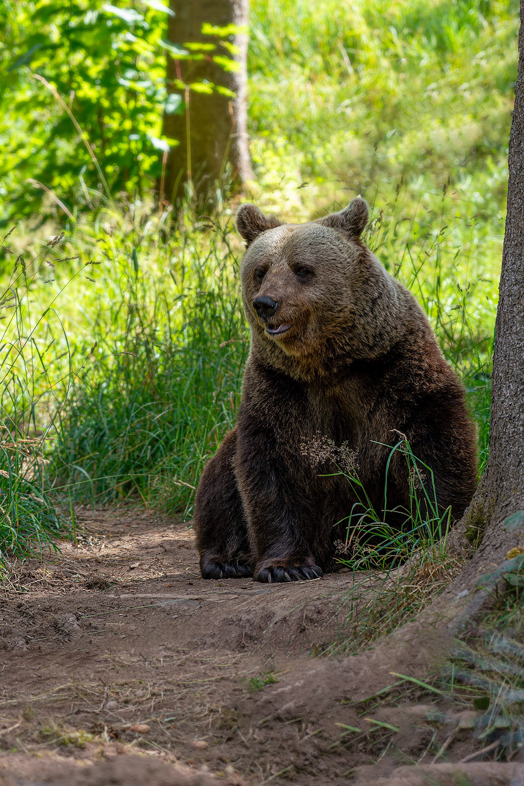 Jurka, der Mutter des berühmten BrunoJurka, der Mutter des berühmten Bruno