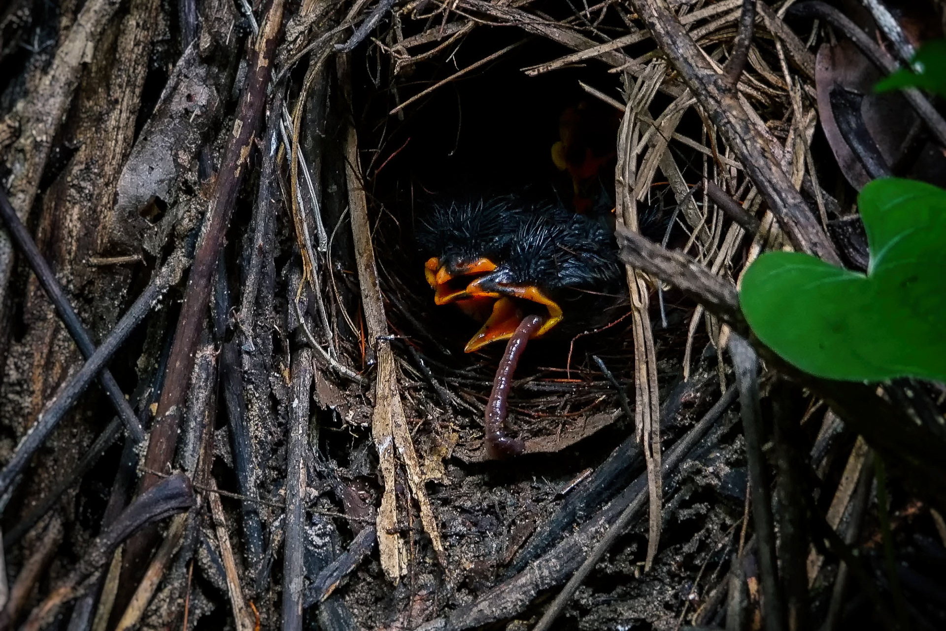 nestling