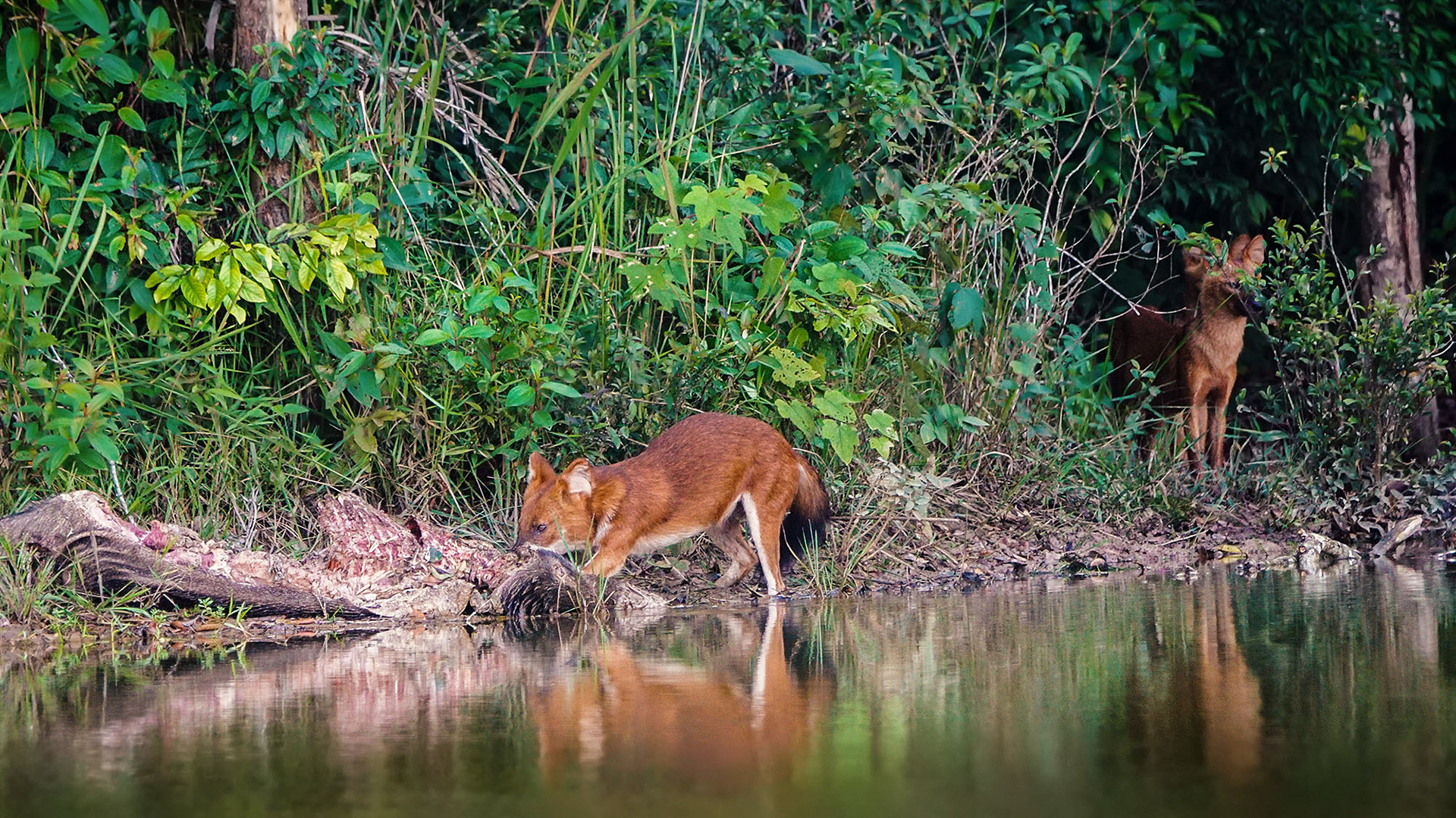 Asiatischer Wildhund, auch Dhole oder Rothund genannt