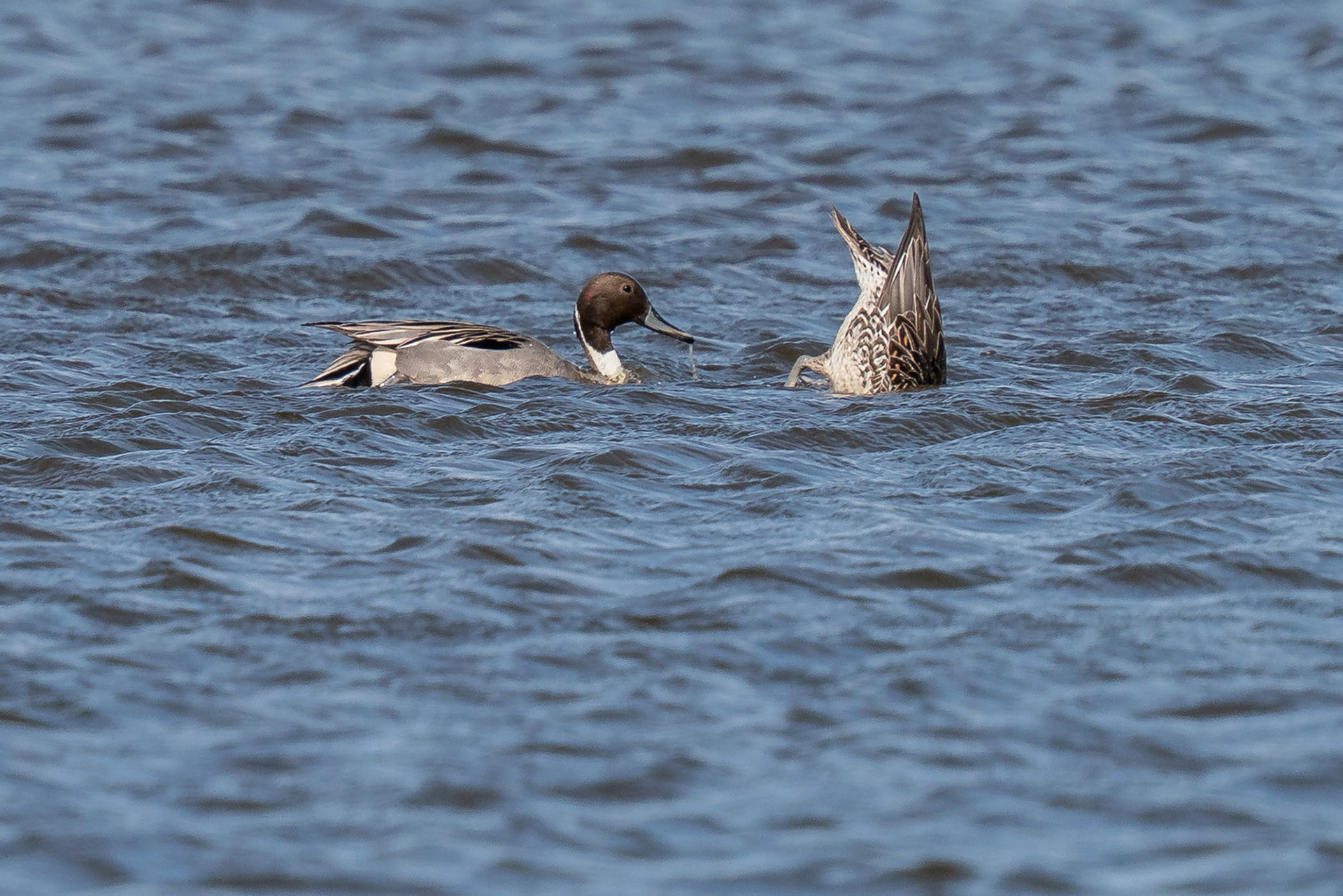 Spießente, male & female