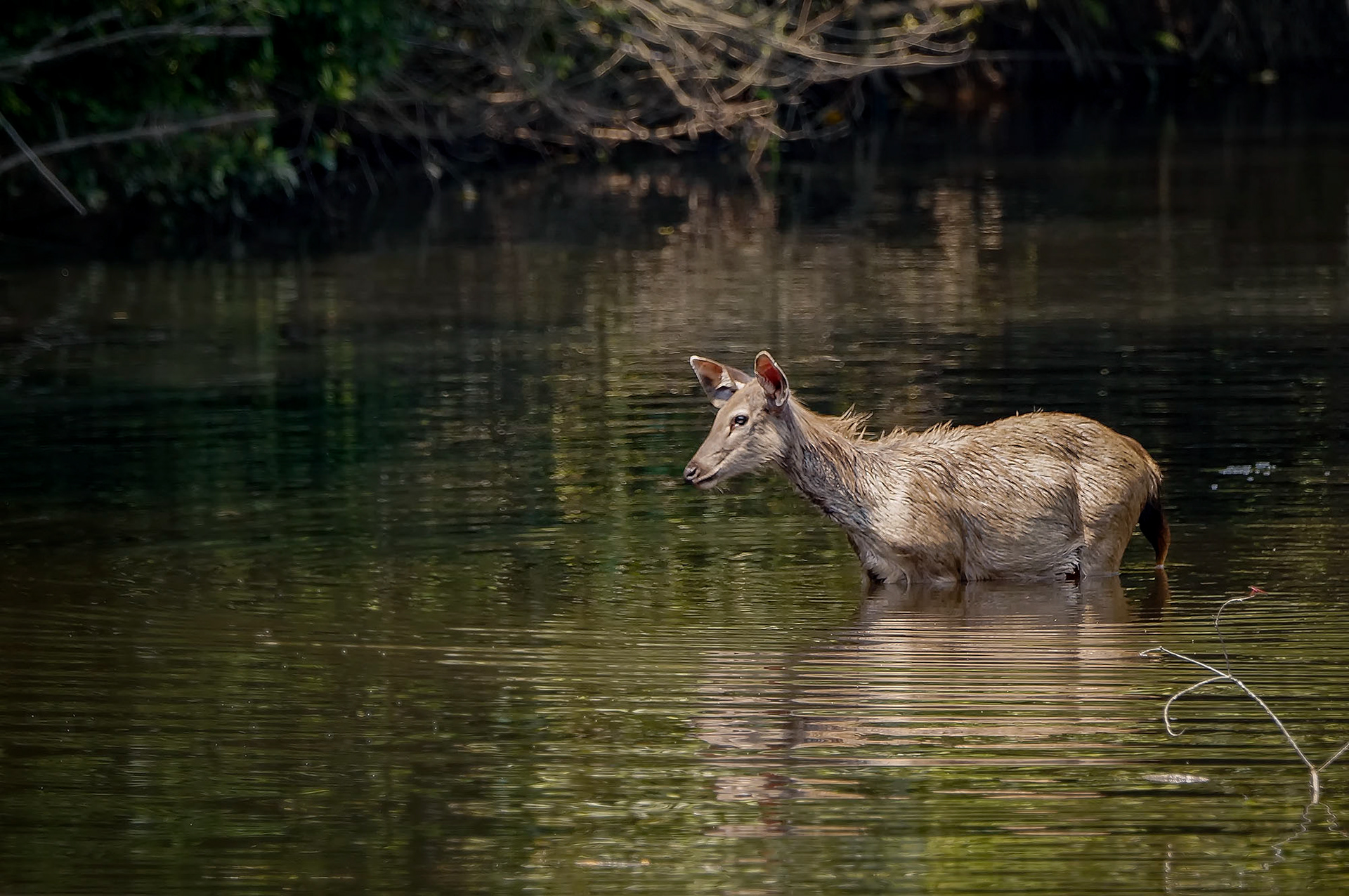 Sambar Weibchen