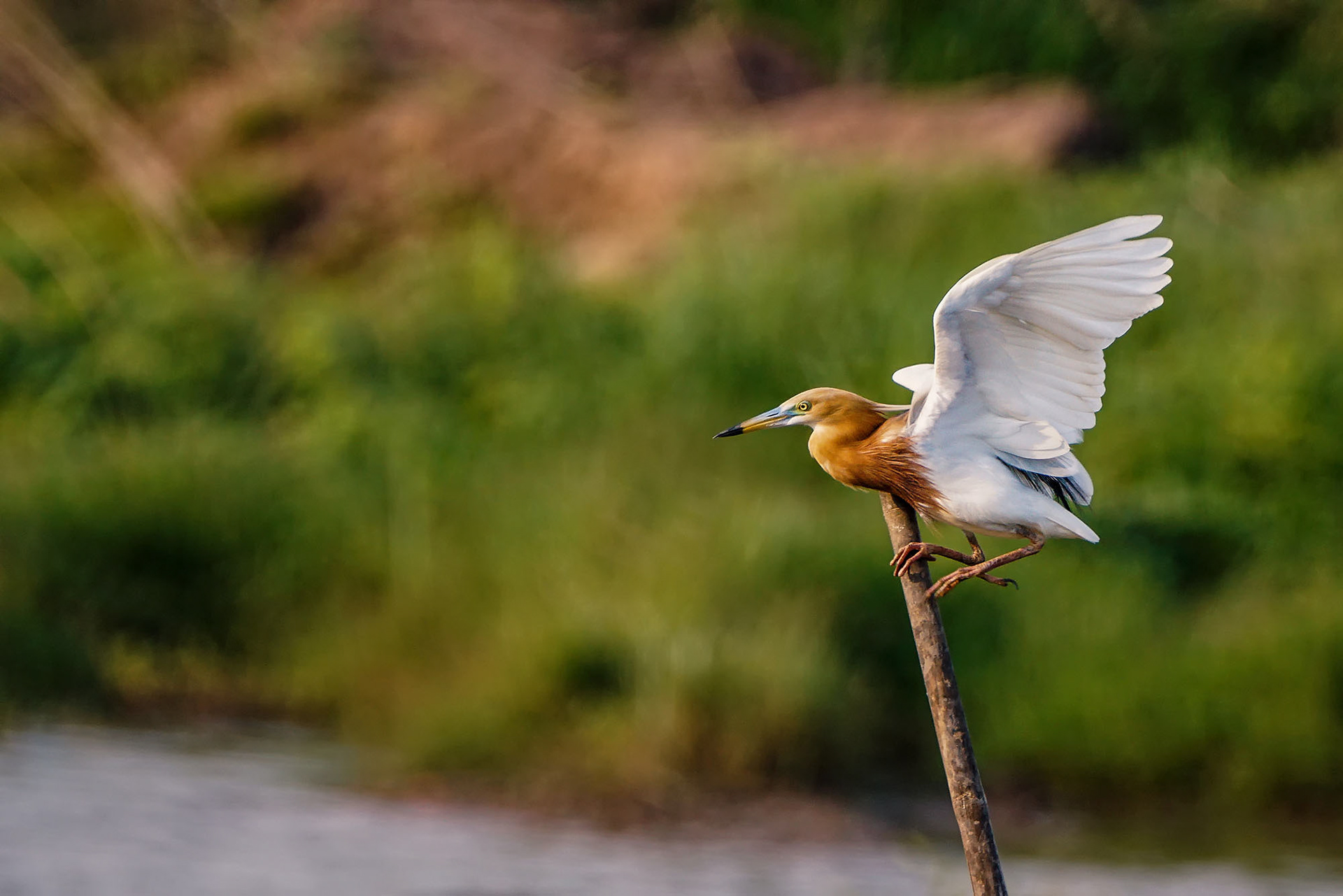 Prachtreiher im Brutkleid / Javan pond heron