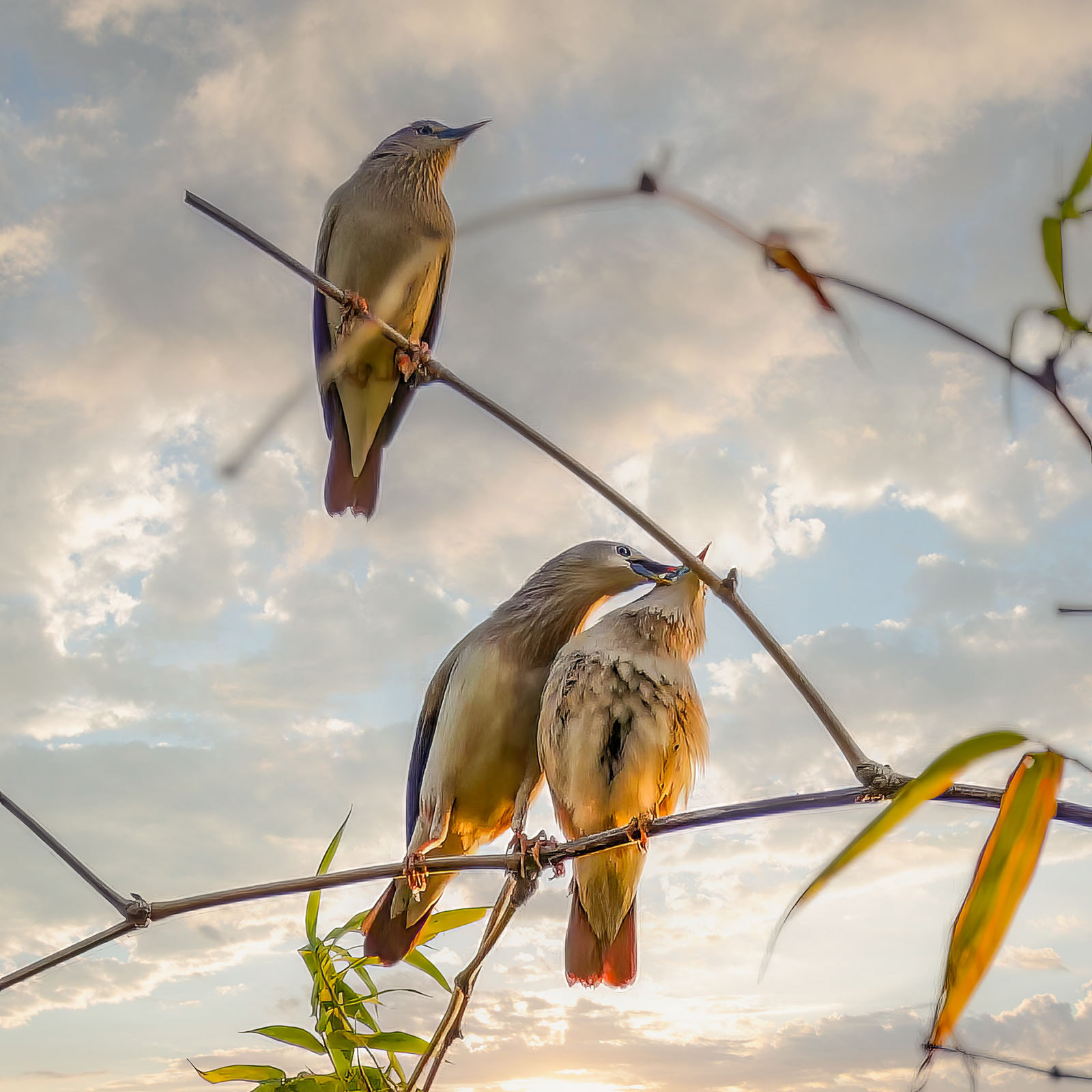 Graukopfstar / Chestnut-tailed Starling or Grey-headed Myna