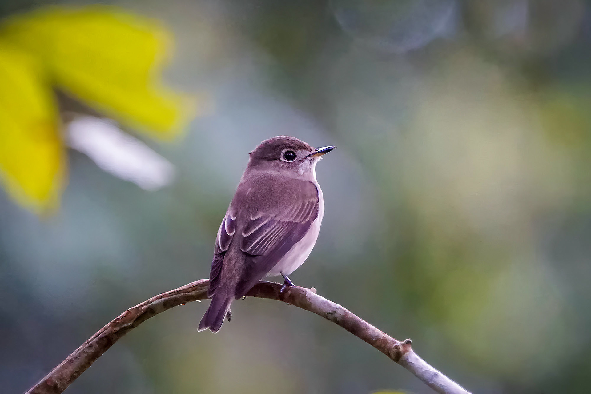 Braunschnäpper / Asian Brown Flycatcher