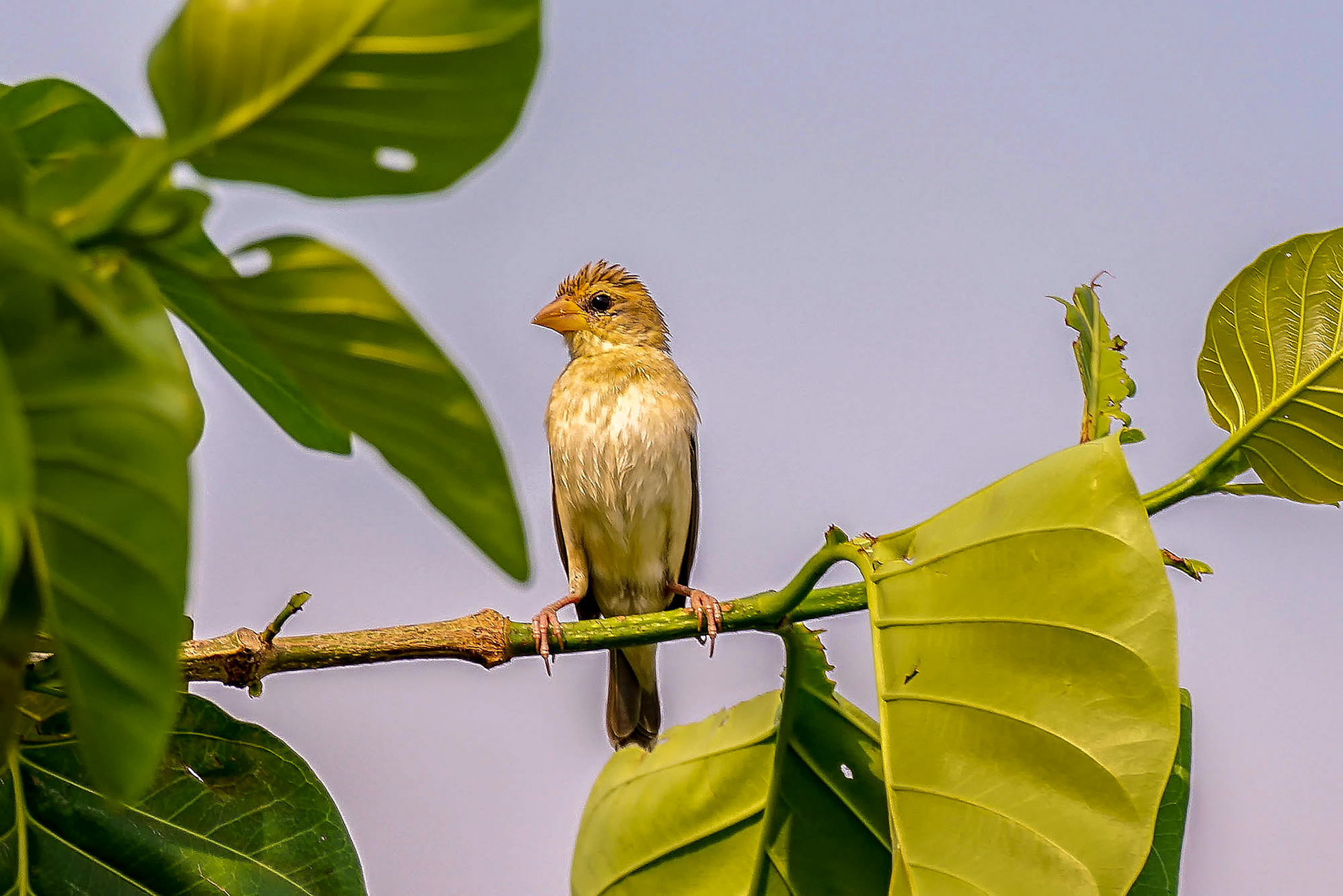 female