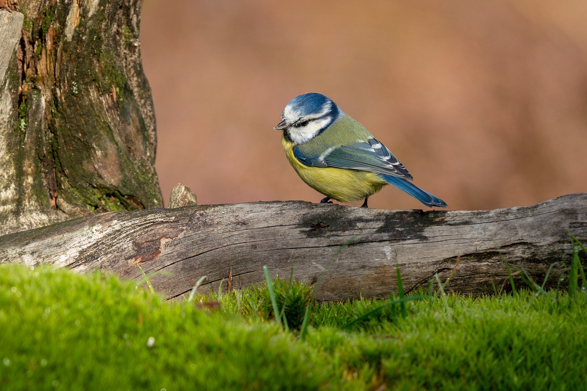 Blaumeise