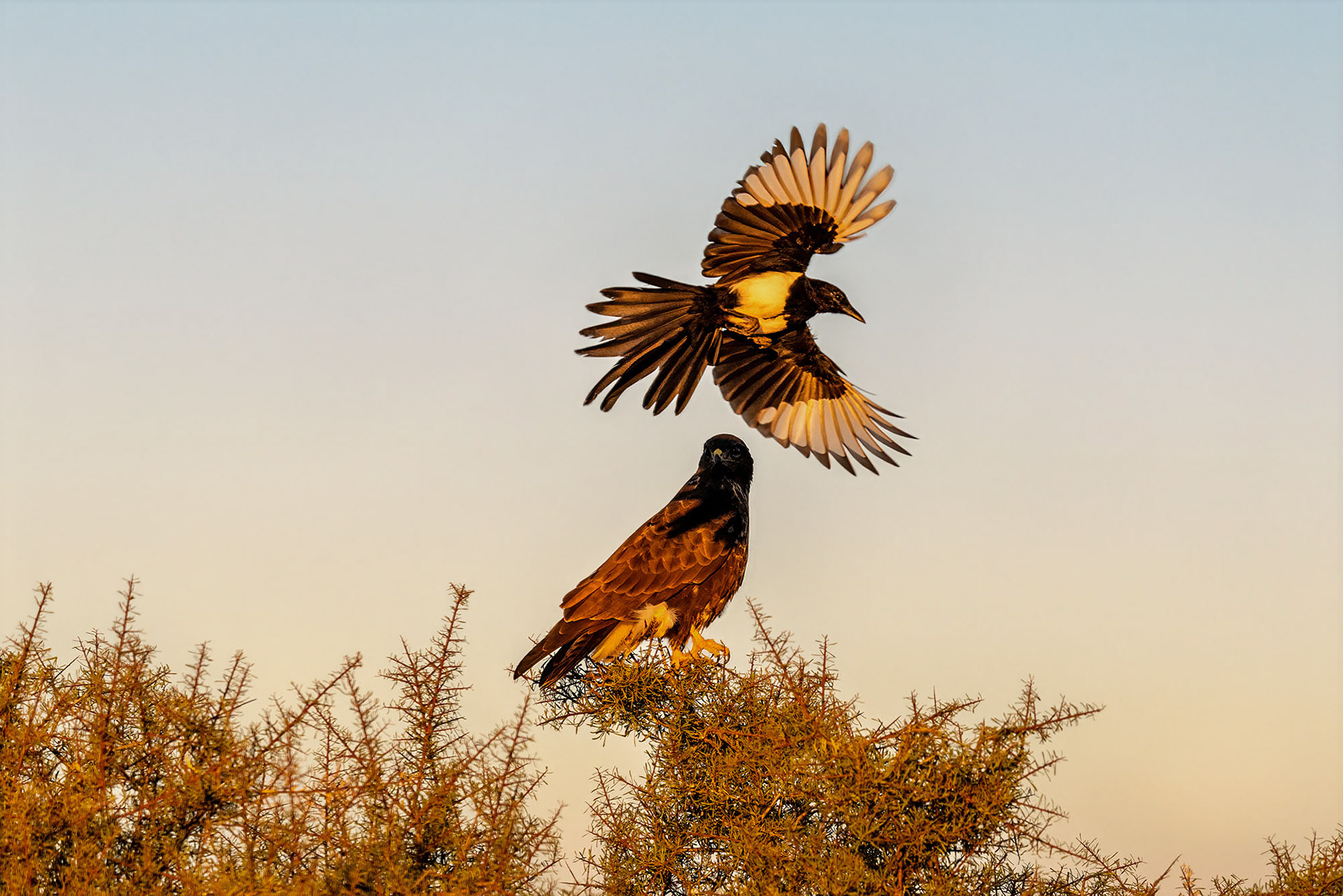 Elster ärgert Mäusebussard
