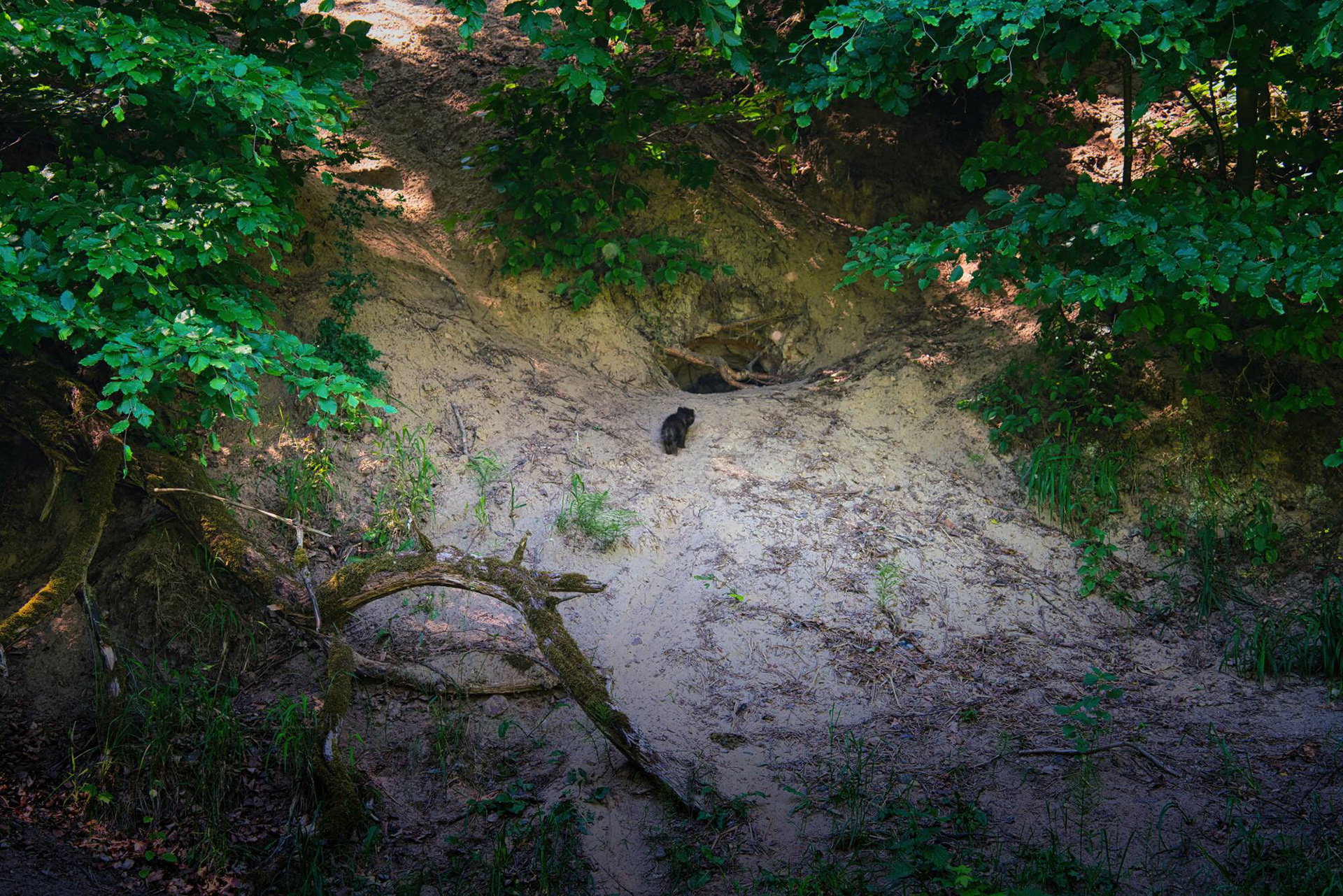 Marderhund Welpen vor dem Bau