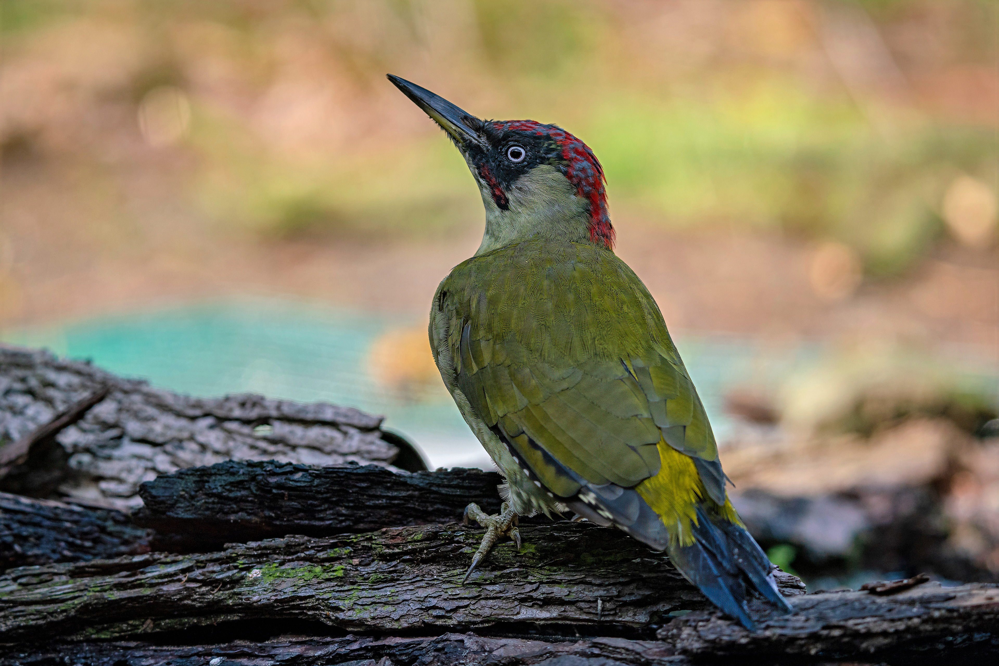 male