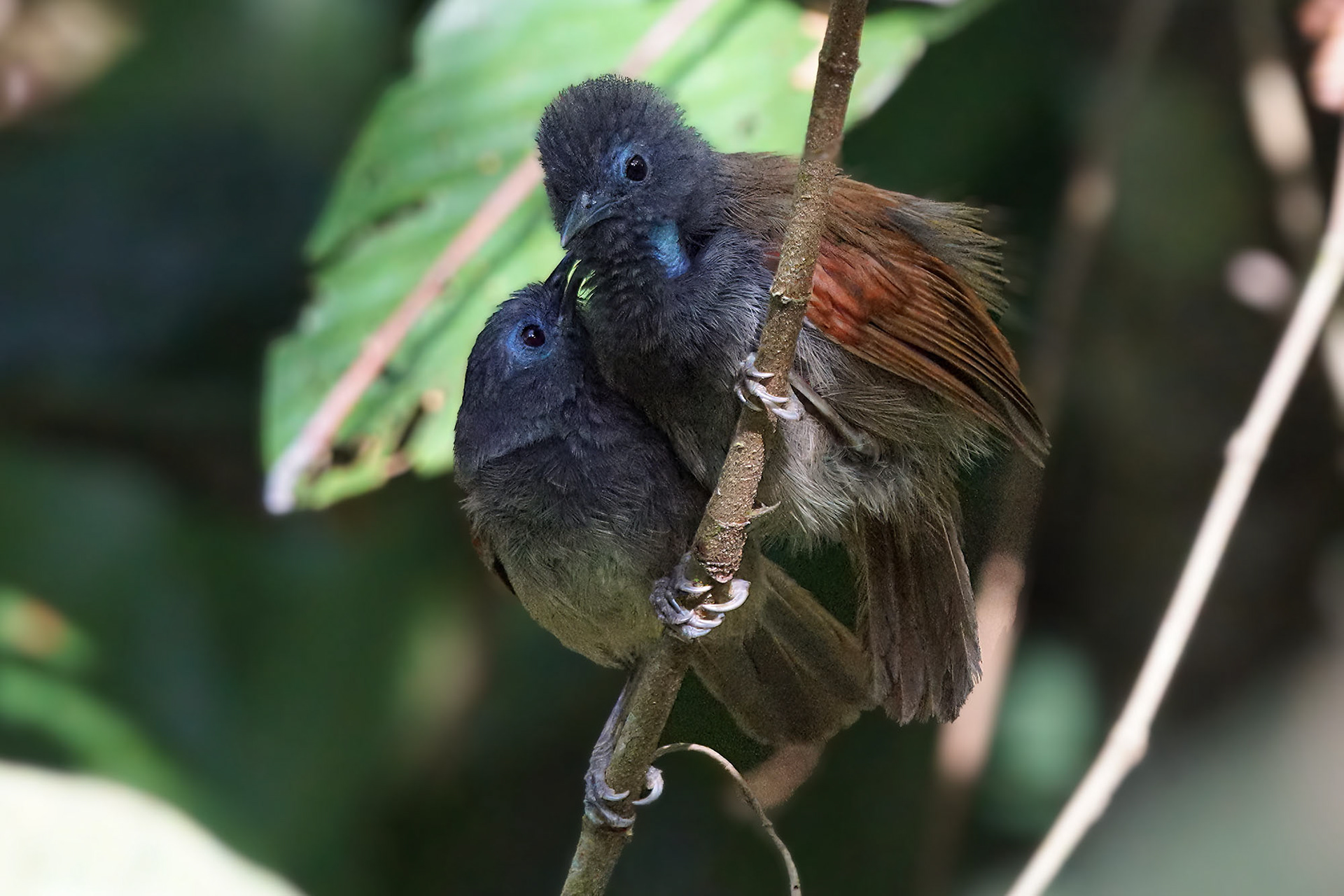 Rotflügel-Buschtimalie (M&W) / Chestnut-winged babbler