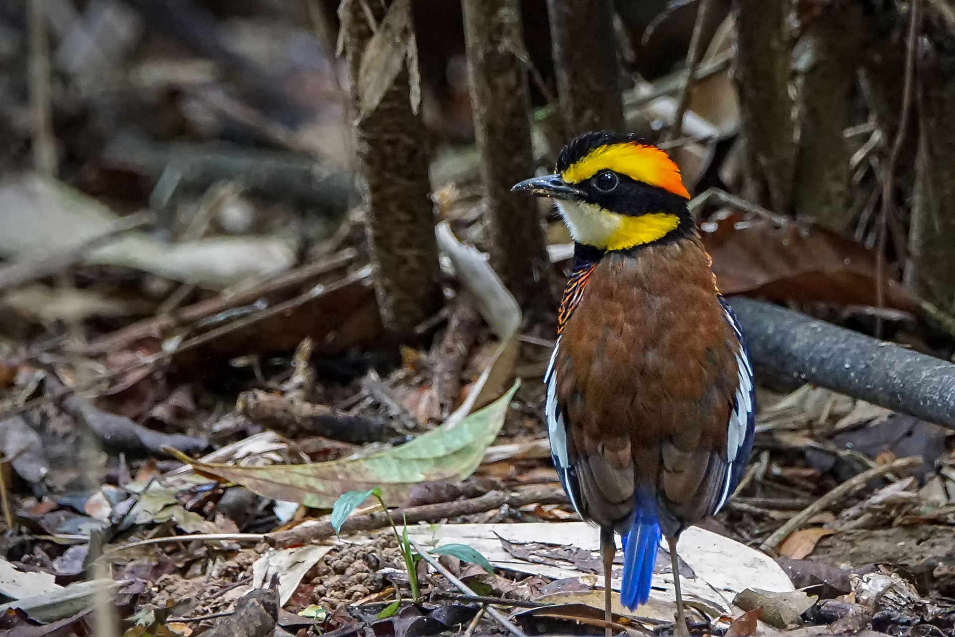 male