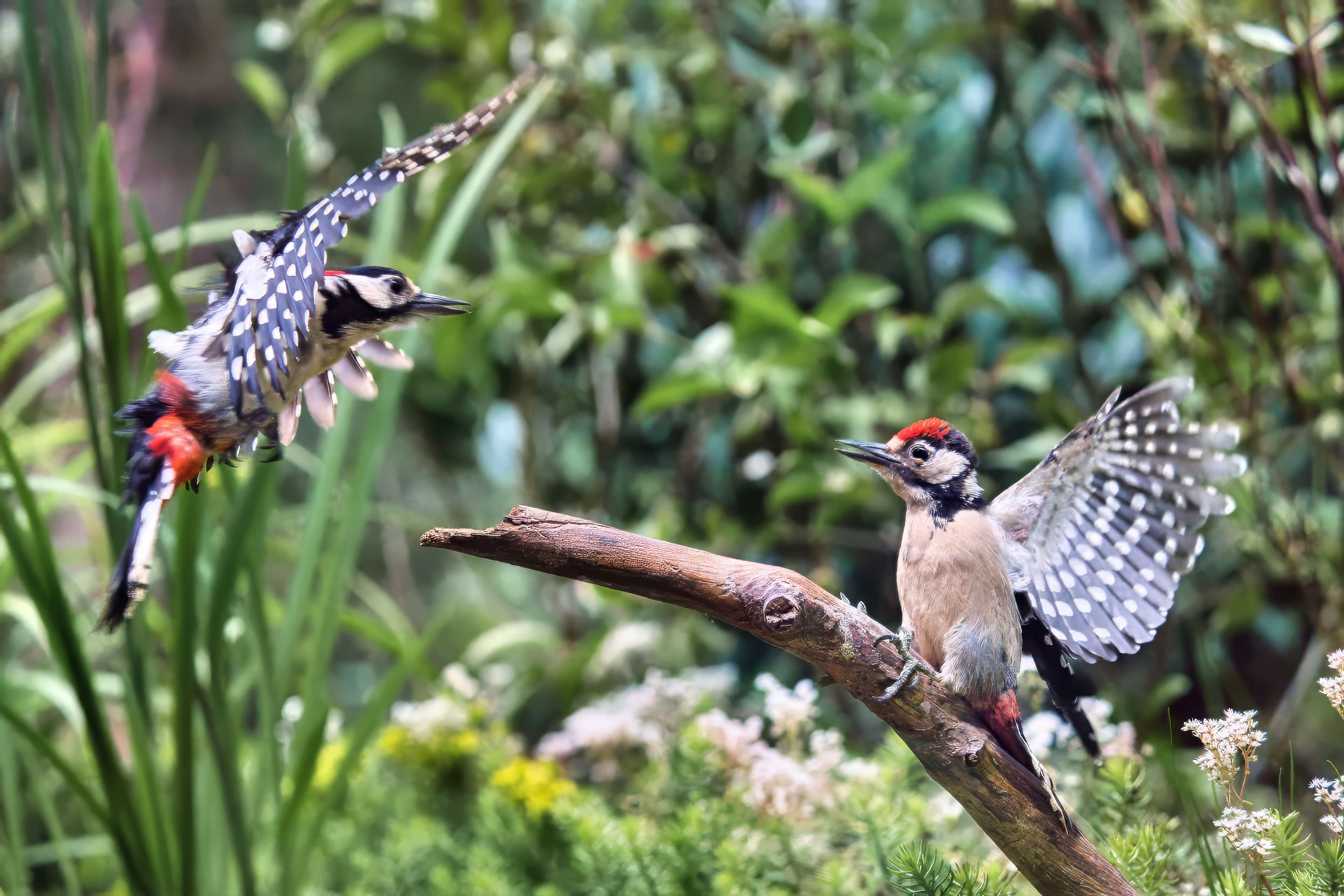 male & juvenile