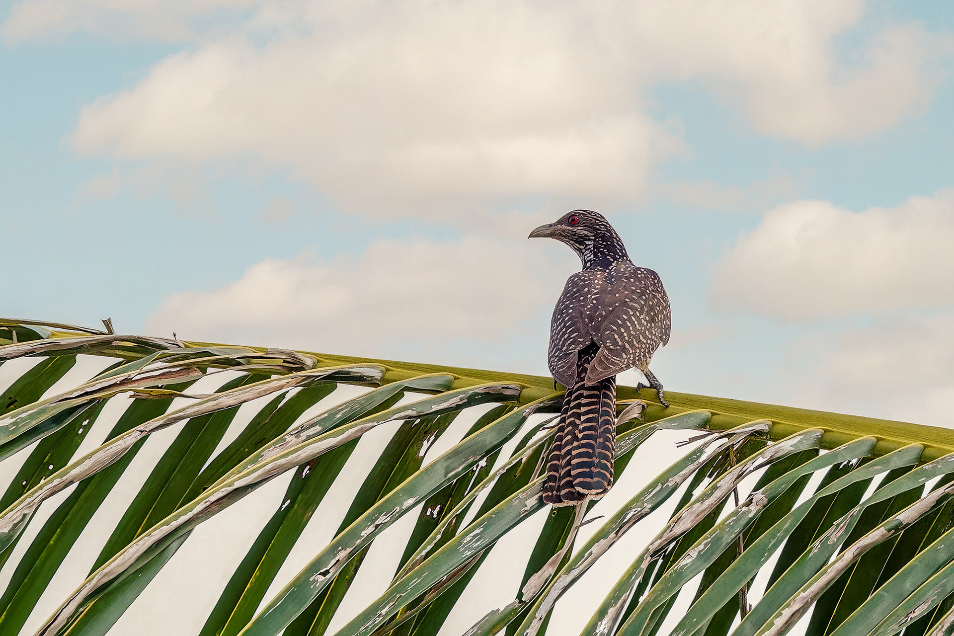 Indischer Koel (female)