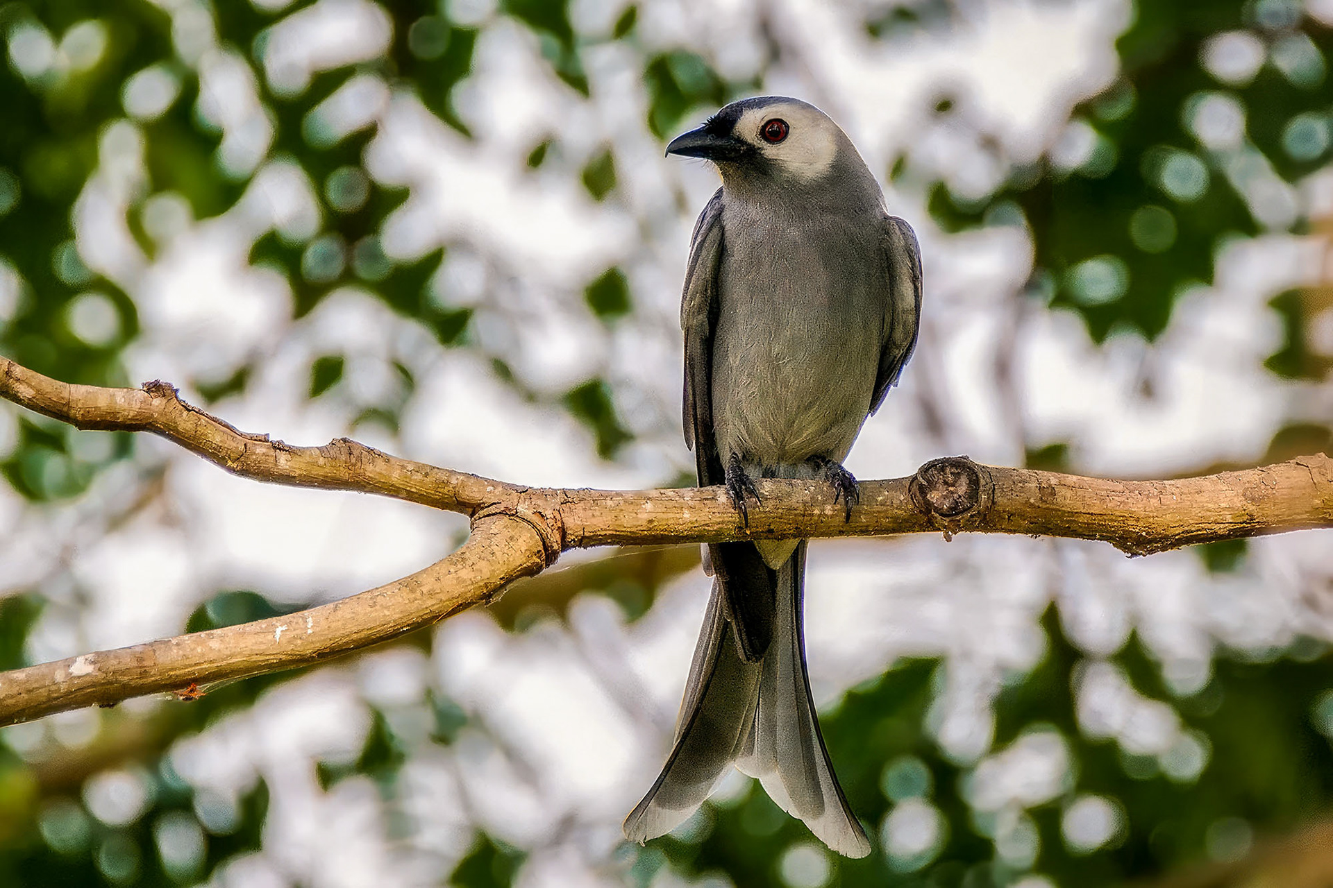Graudrongo (Dicrurus leucophaeus leucogenis)