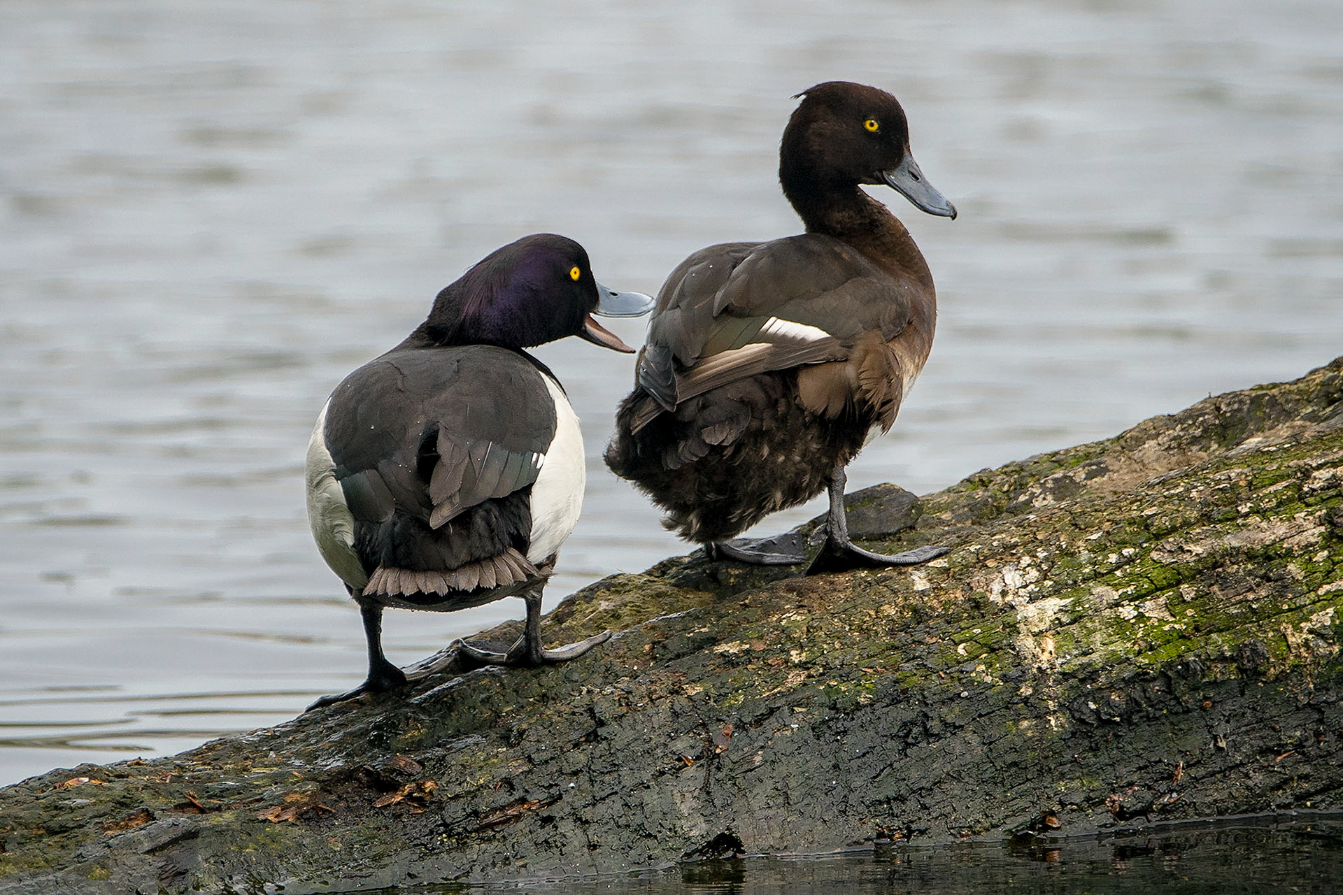 Reiherente, male & female