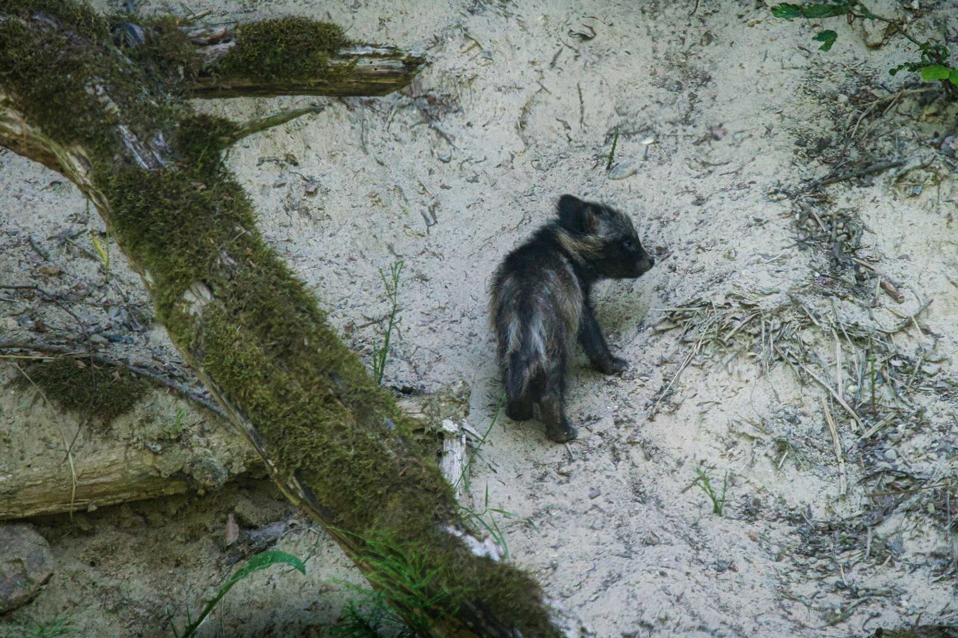 Marderhund Welpen vor dem Bau