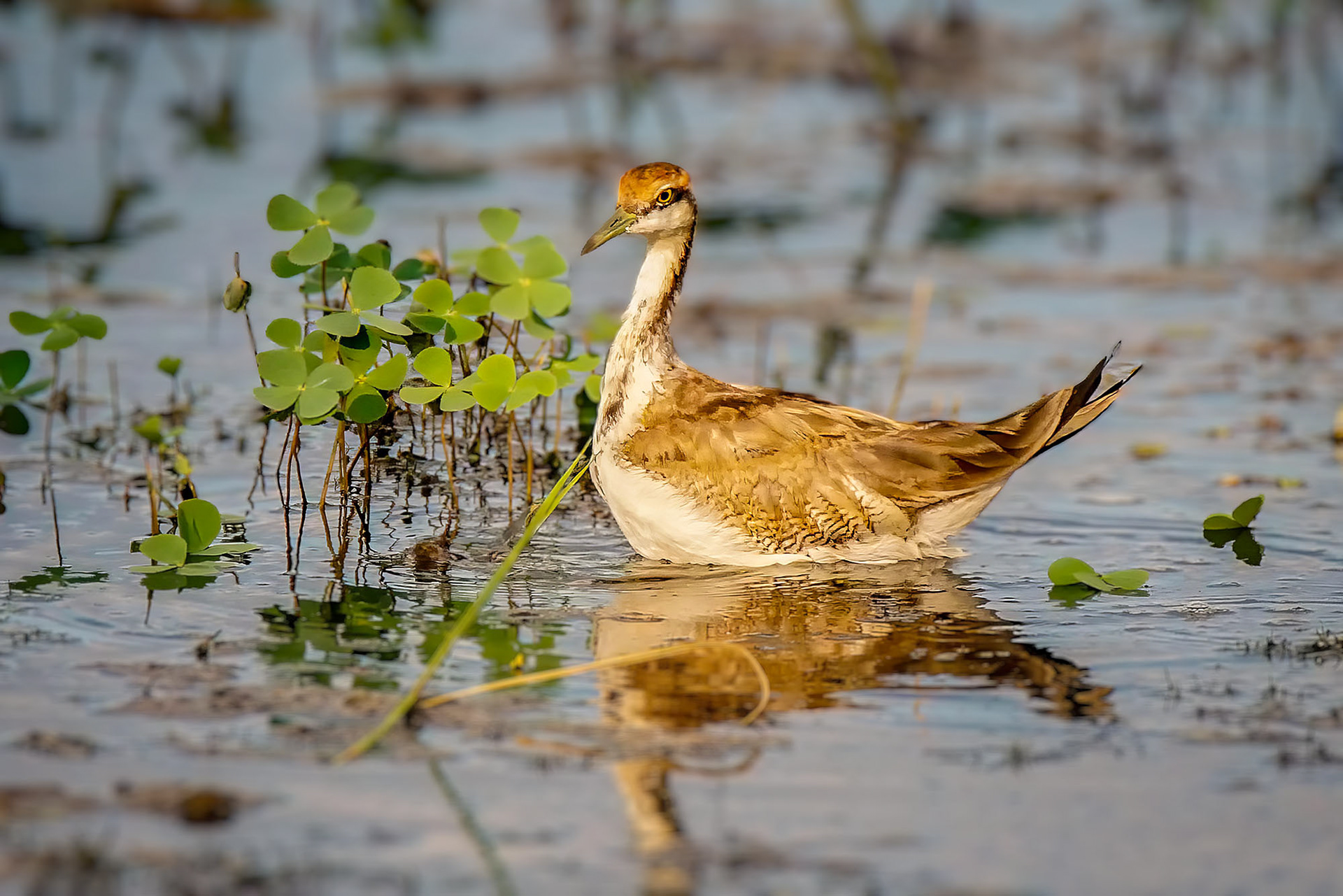 Fasanblatthühnchen (Schlichtkleid) / pheasant-tailed jacana
